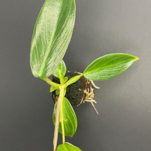 Philodendron Spiritus Sancti