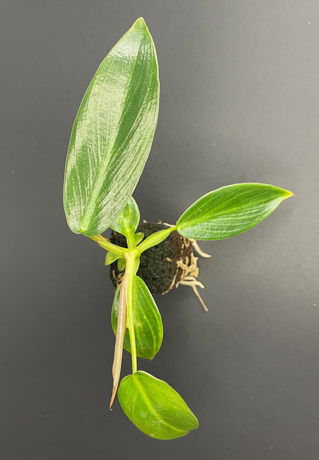 Philodendron Spiritus Sancti