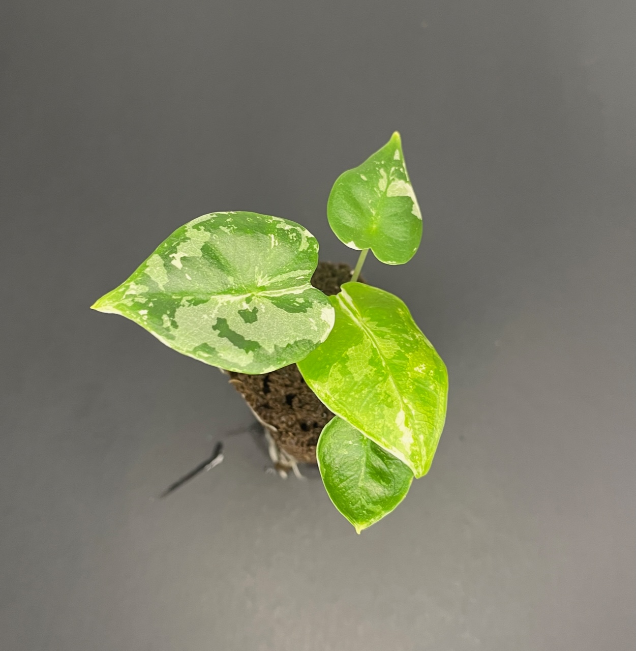 Alocasia Frydek (variegated) - Image 2