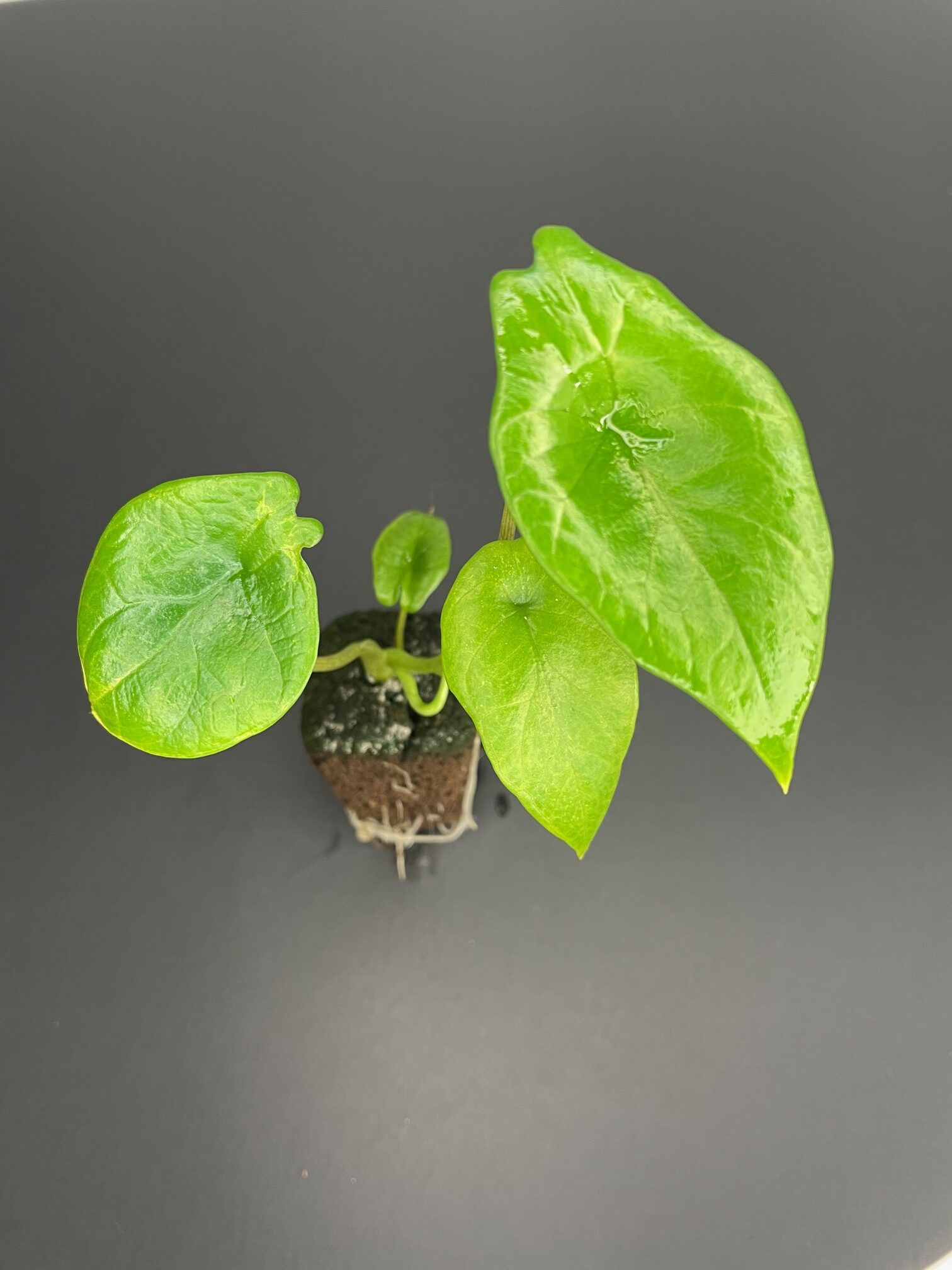 Alocasia Scalprum