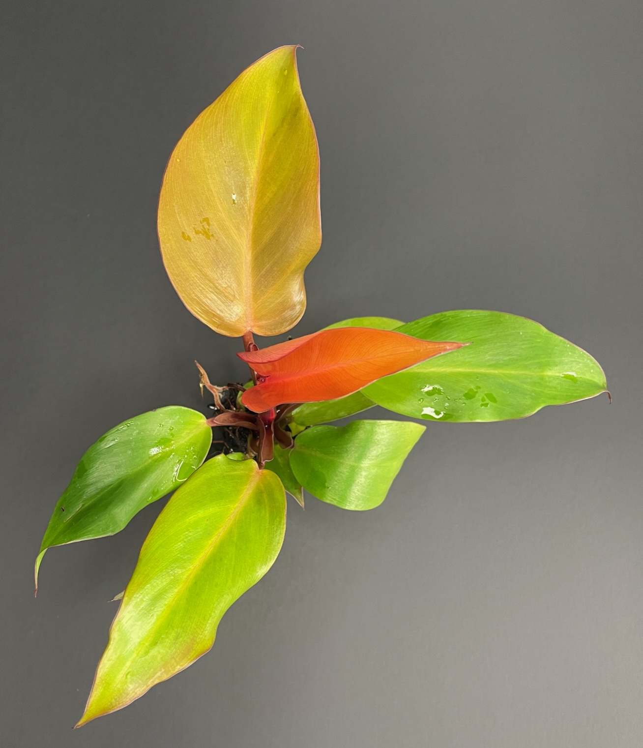 Philodendron McColley's Finale - Image 2