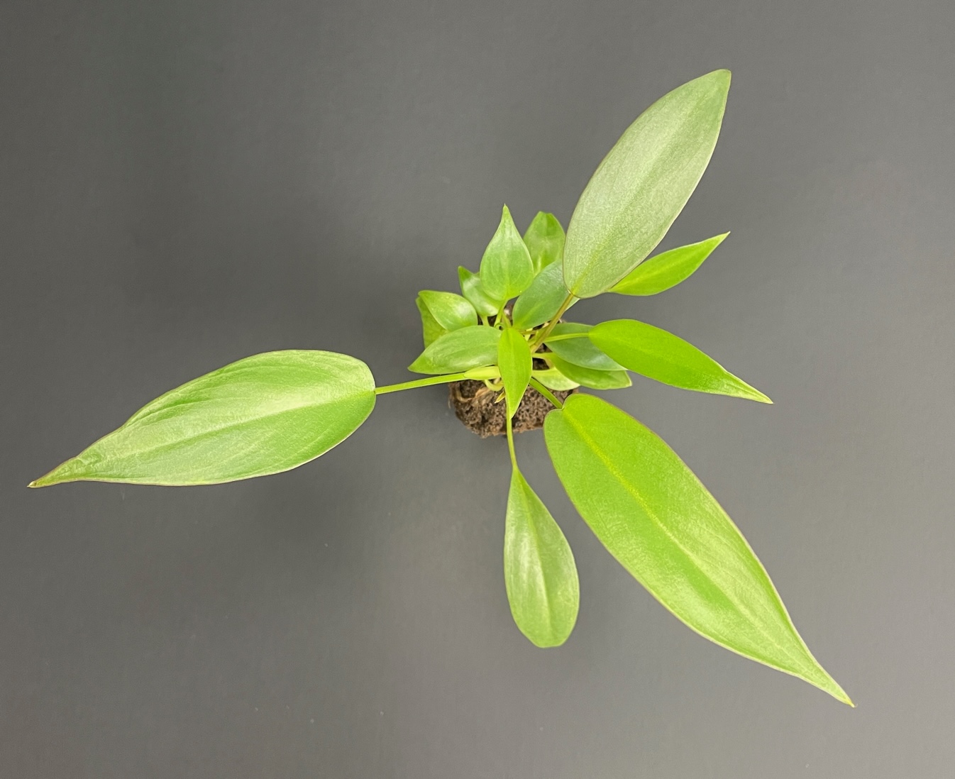 Philodendron Atabapoense - Image 3