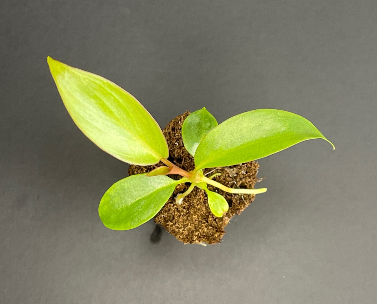 Philodendron Atabapoense - Image 2