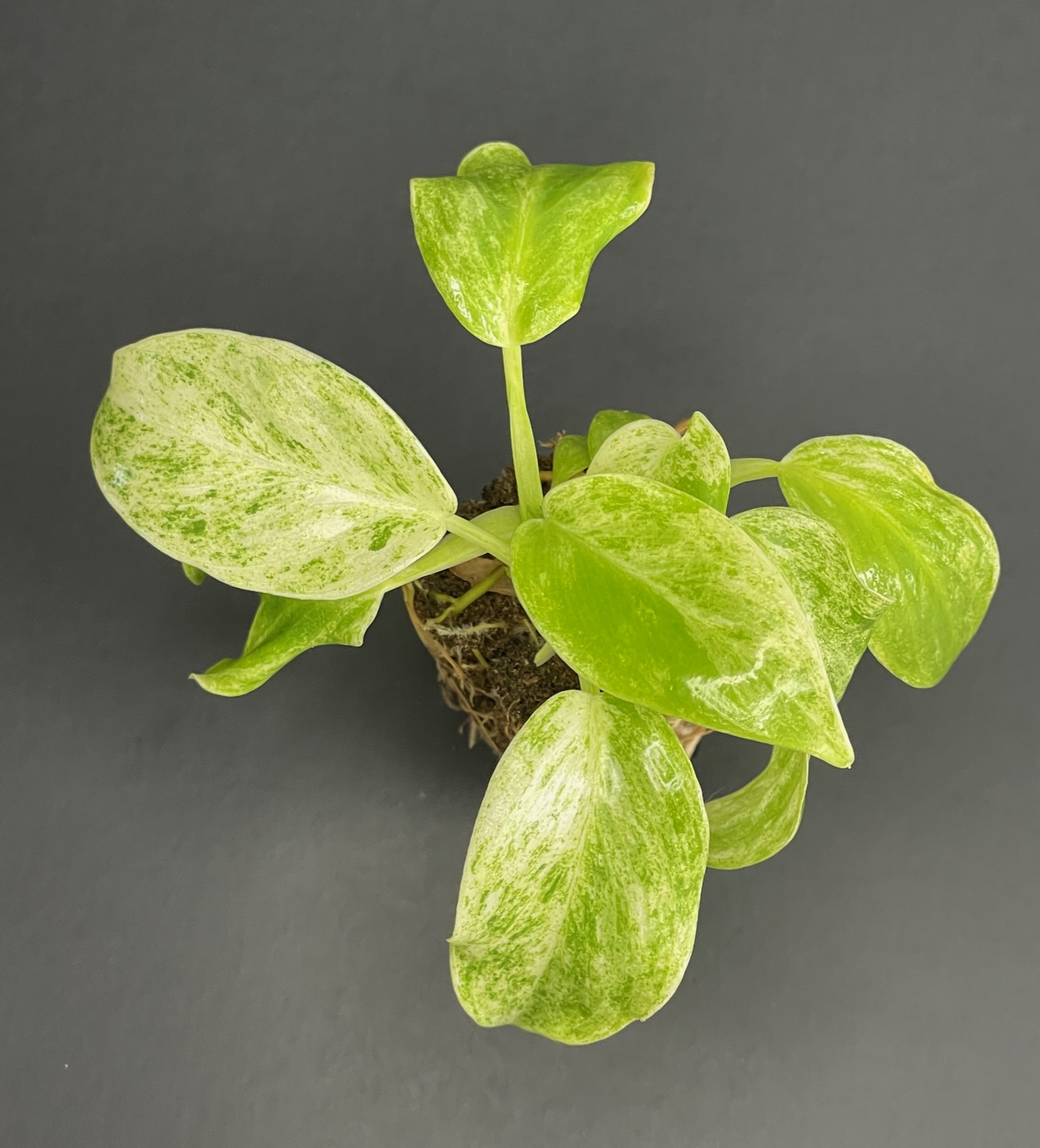 Philodendron Giganteum