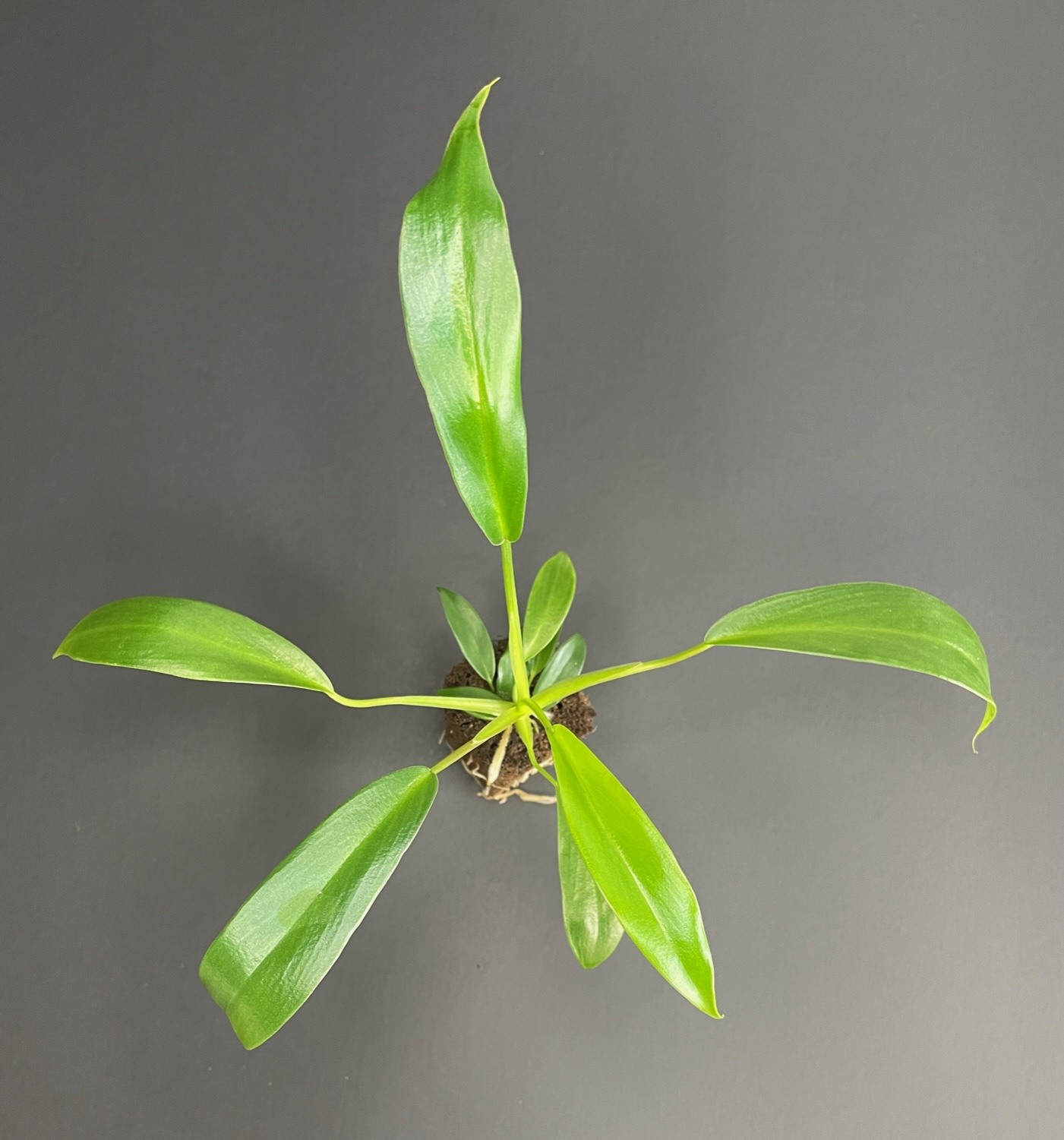 Philodendron Joepii - Image 5