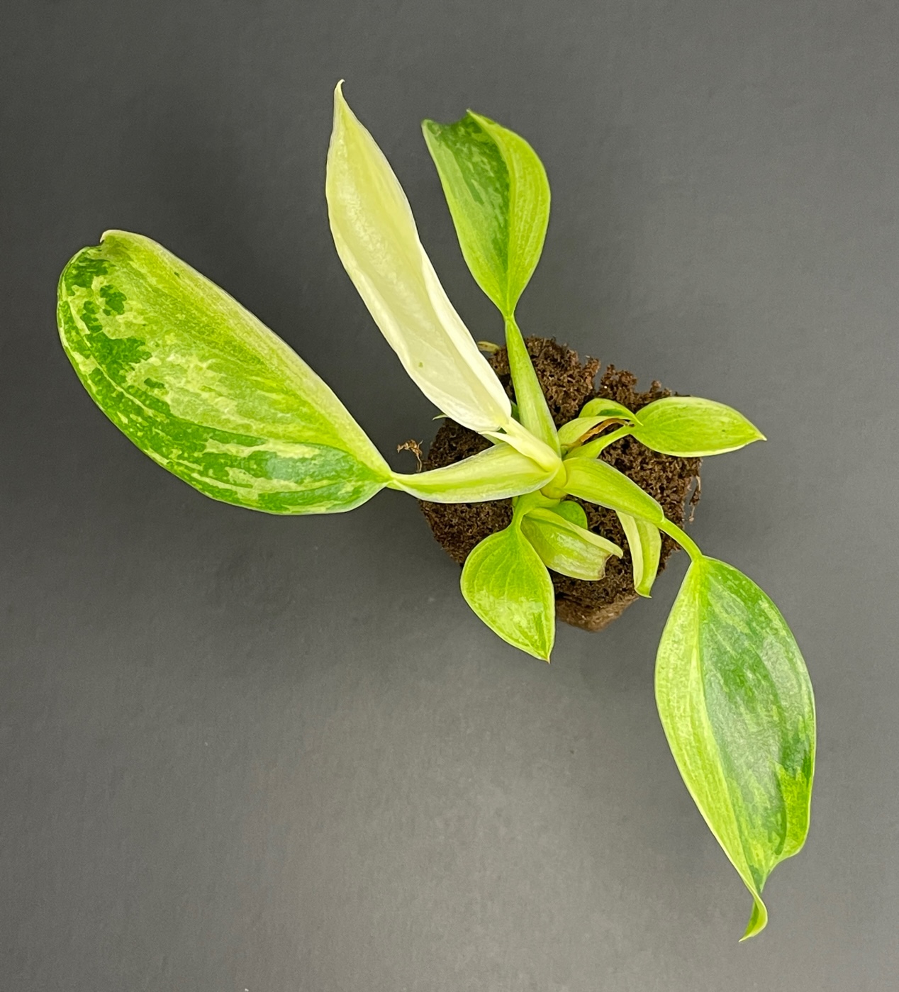 Philodendron Jose Buono - Image 3