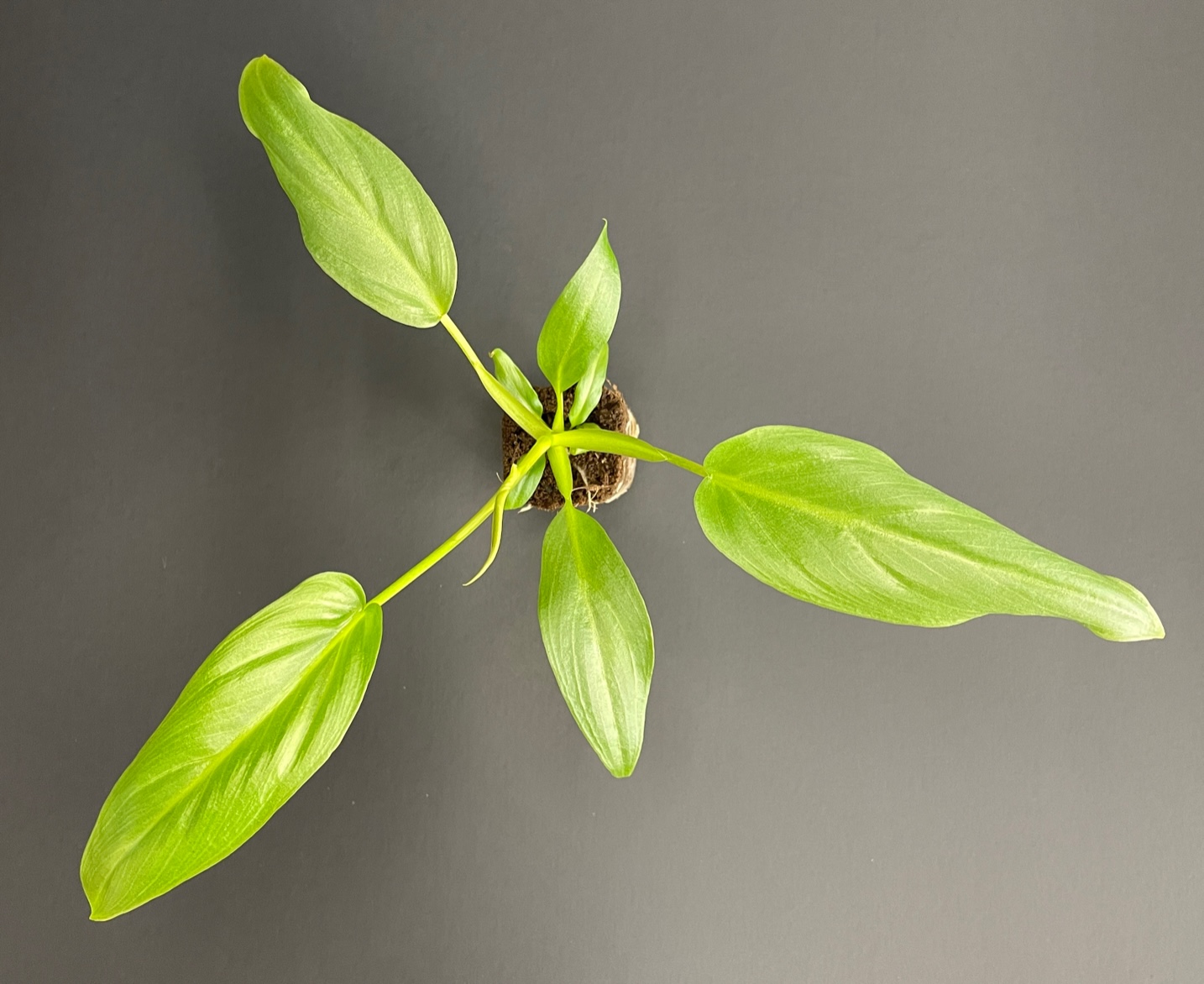 Philodendron Maximum - Image 2