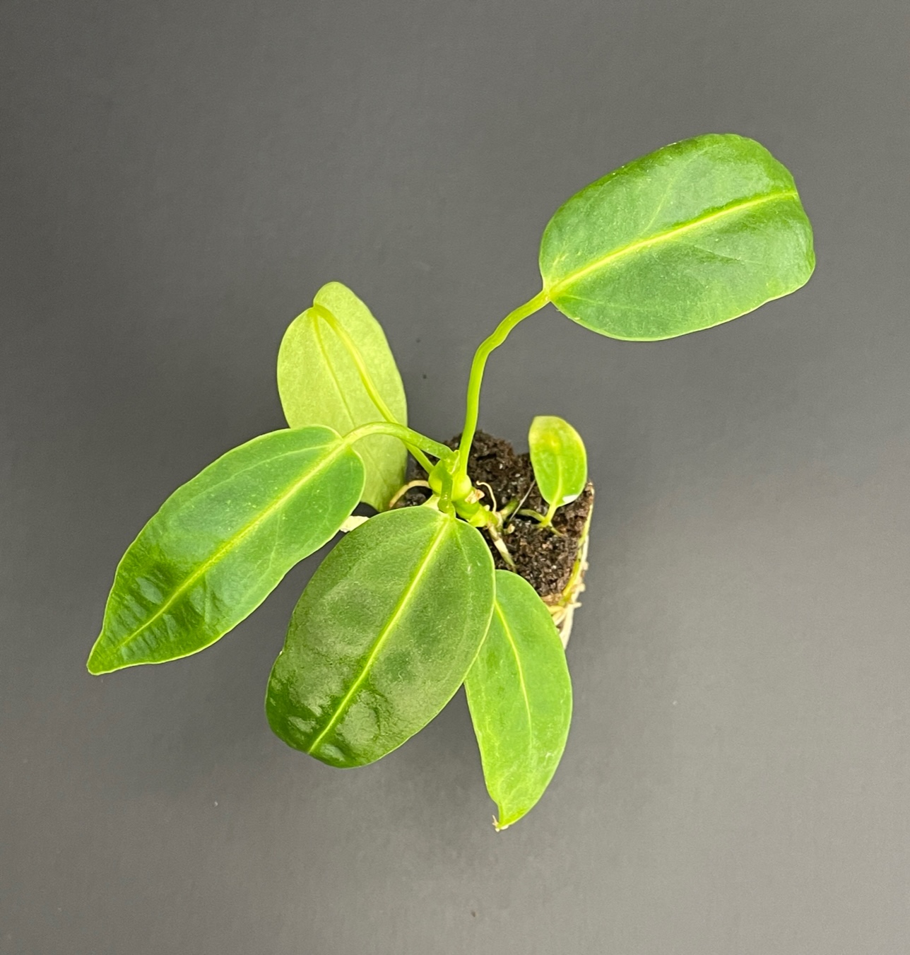 Anthurium Warocqueanum - Image 2