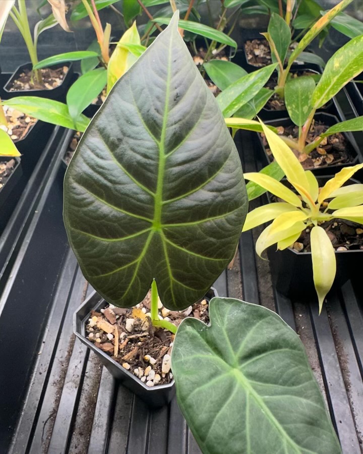 Alocasia Regal Shield - Image 4