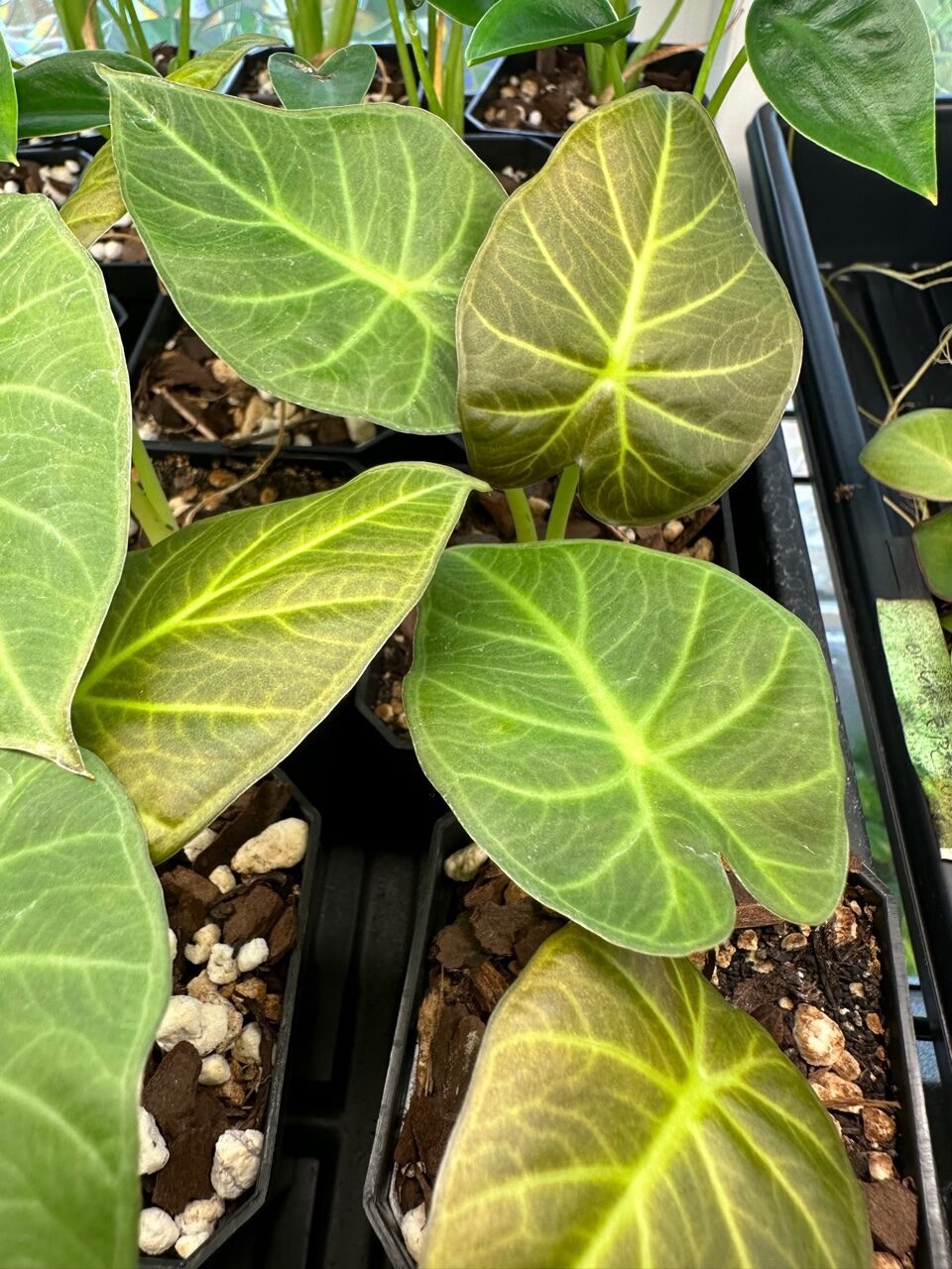 Alocasia Regal Shield - Image 3