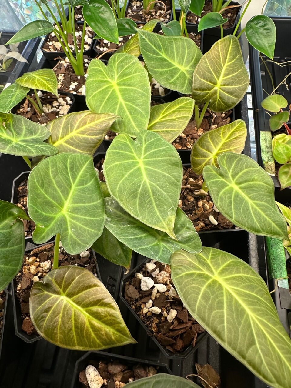 Alocasia Regal Shield - Image 2