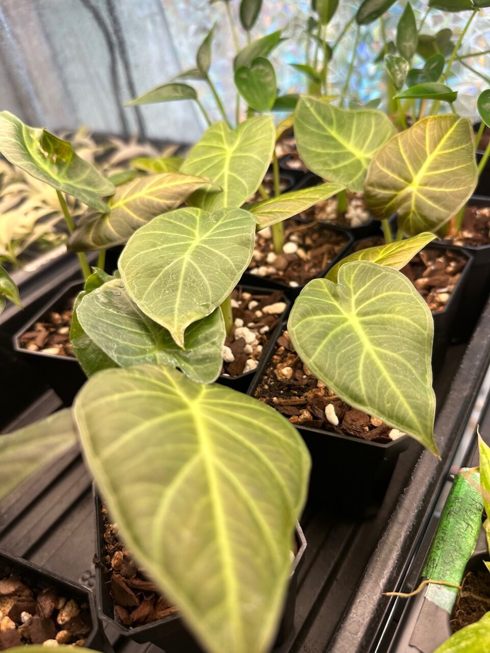 Alocasia Regal Shield - Image 5