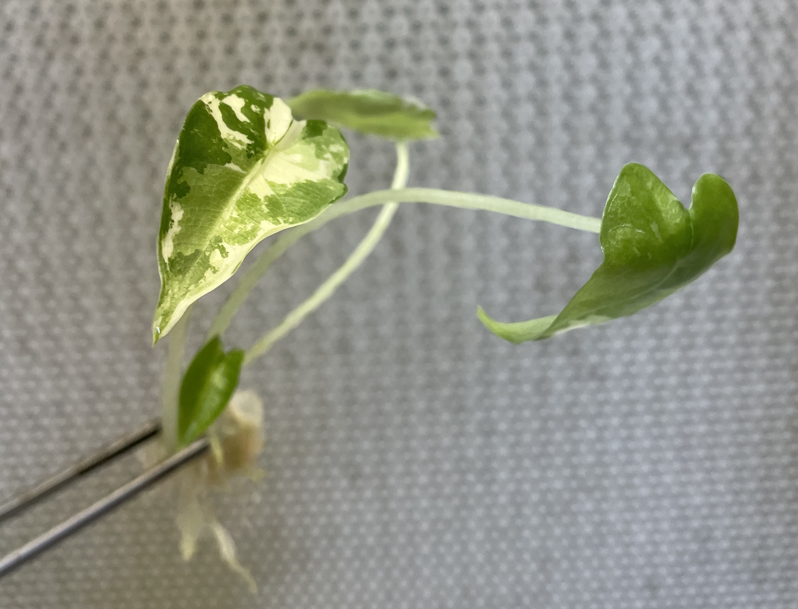 Alocasia Frydek (variegated) - Image 3
