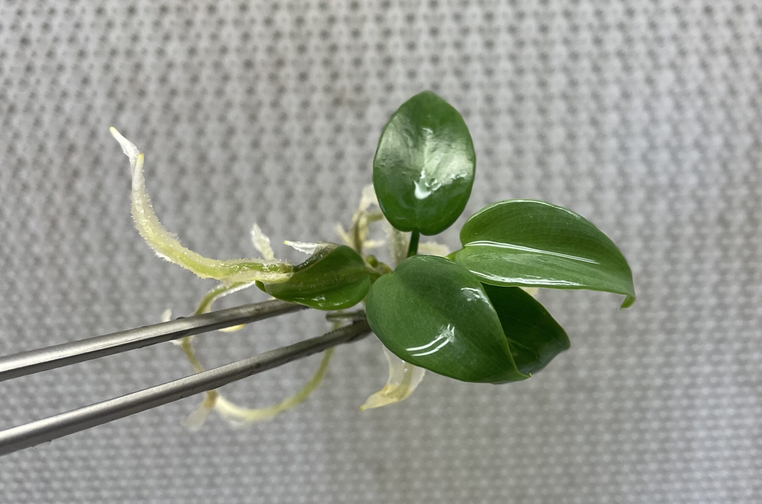 Philodendron Bipennifolium - Image 2