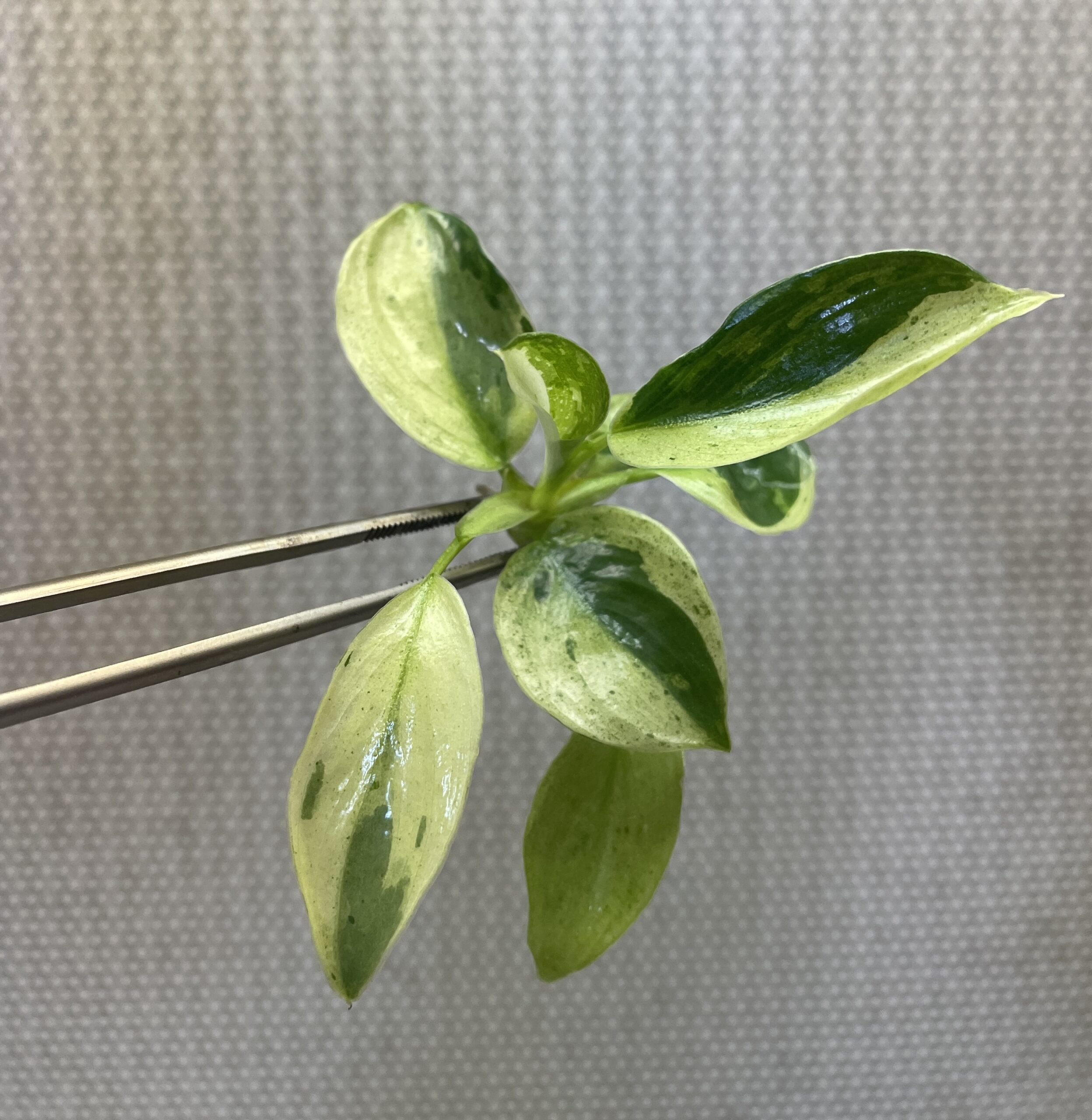 Philodendron Jose Buono - Image 2