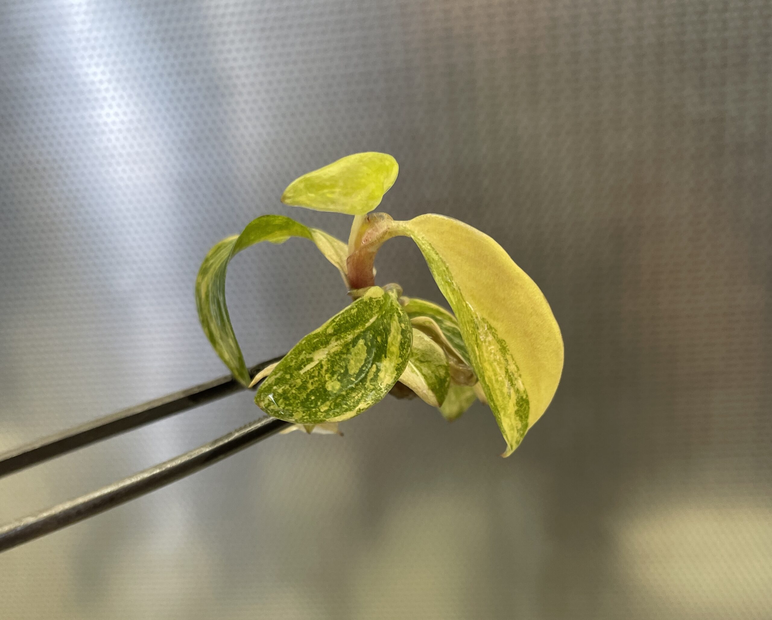 Philodendron Orange Princess