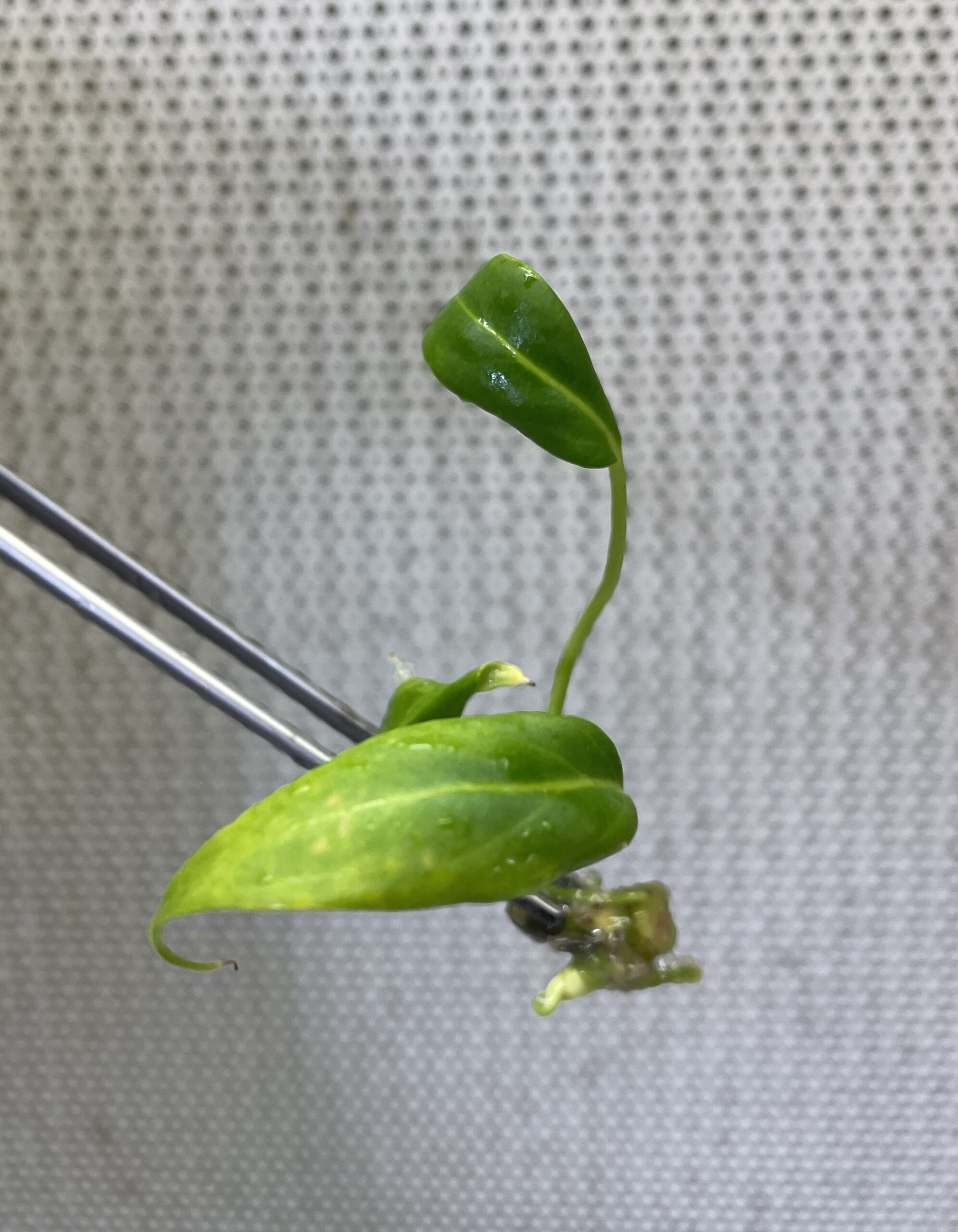 Anthurium Warocqueanum - Image 3