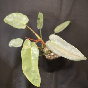 Philodendron Atabapoense