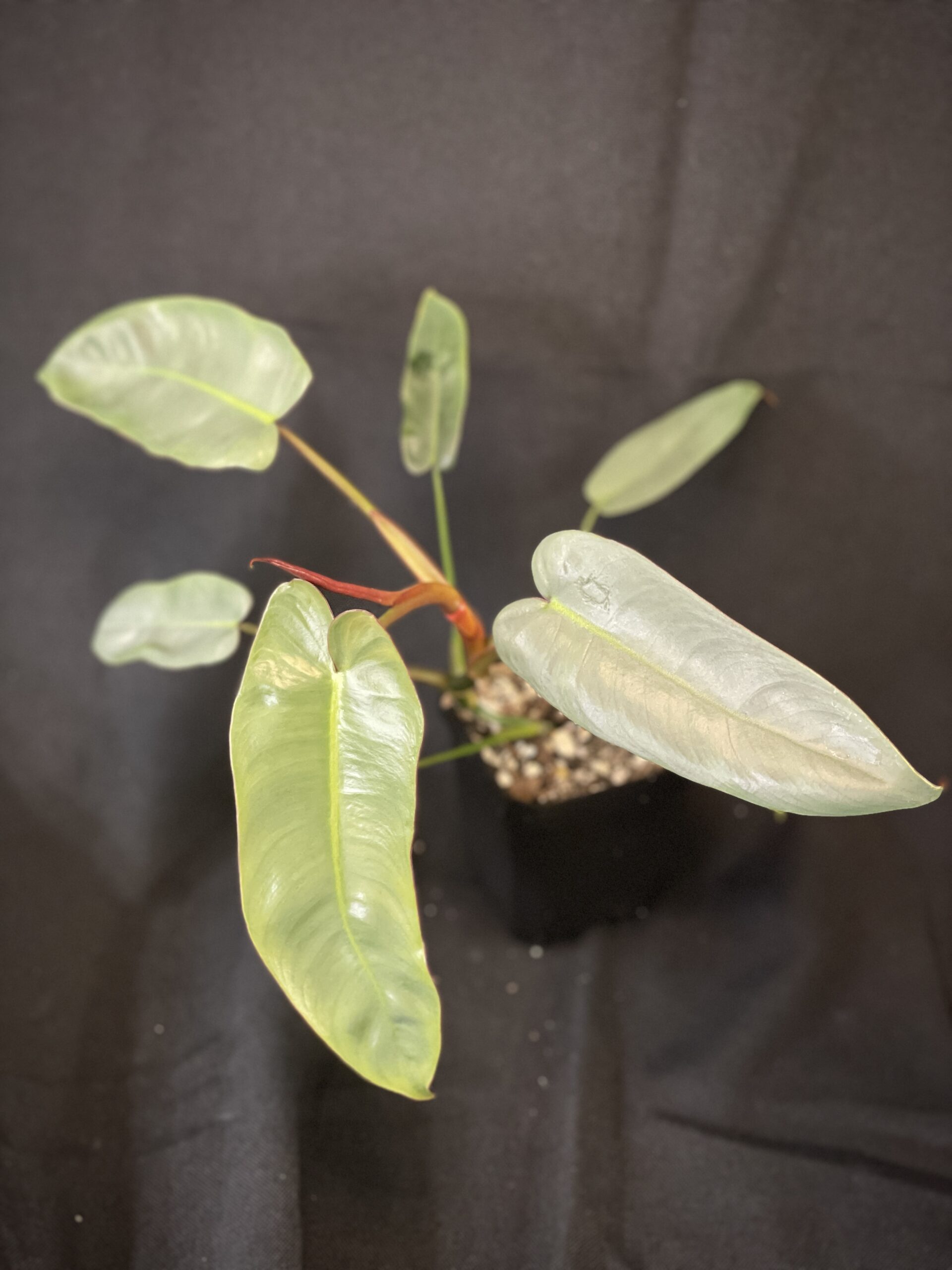 Philodendron Atabapoense
