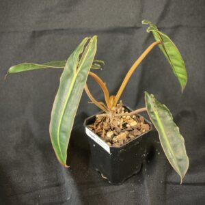 Philodendron Billietiae