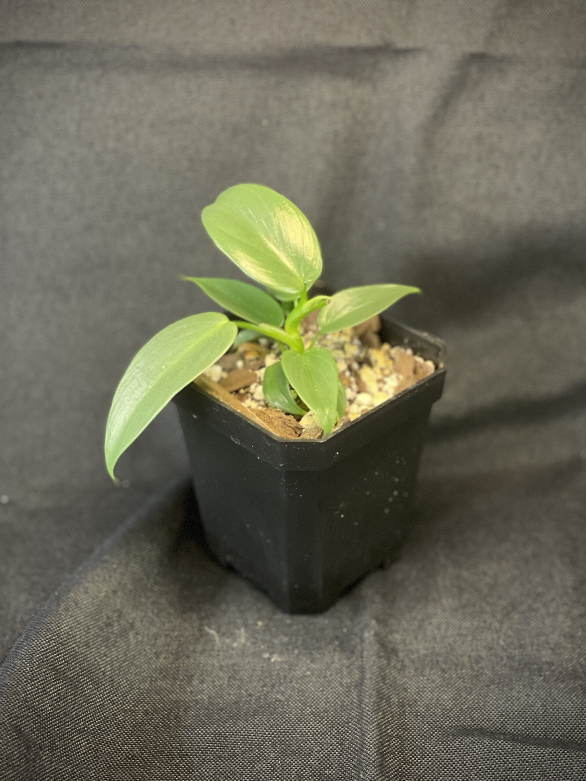 Philodendron Bipennifolium