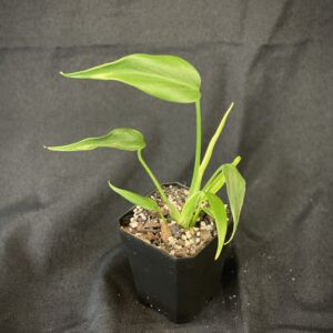 Monstera Burle Marx Flame