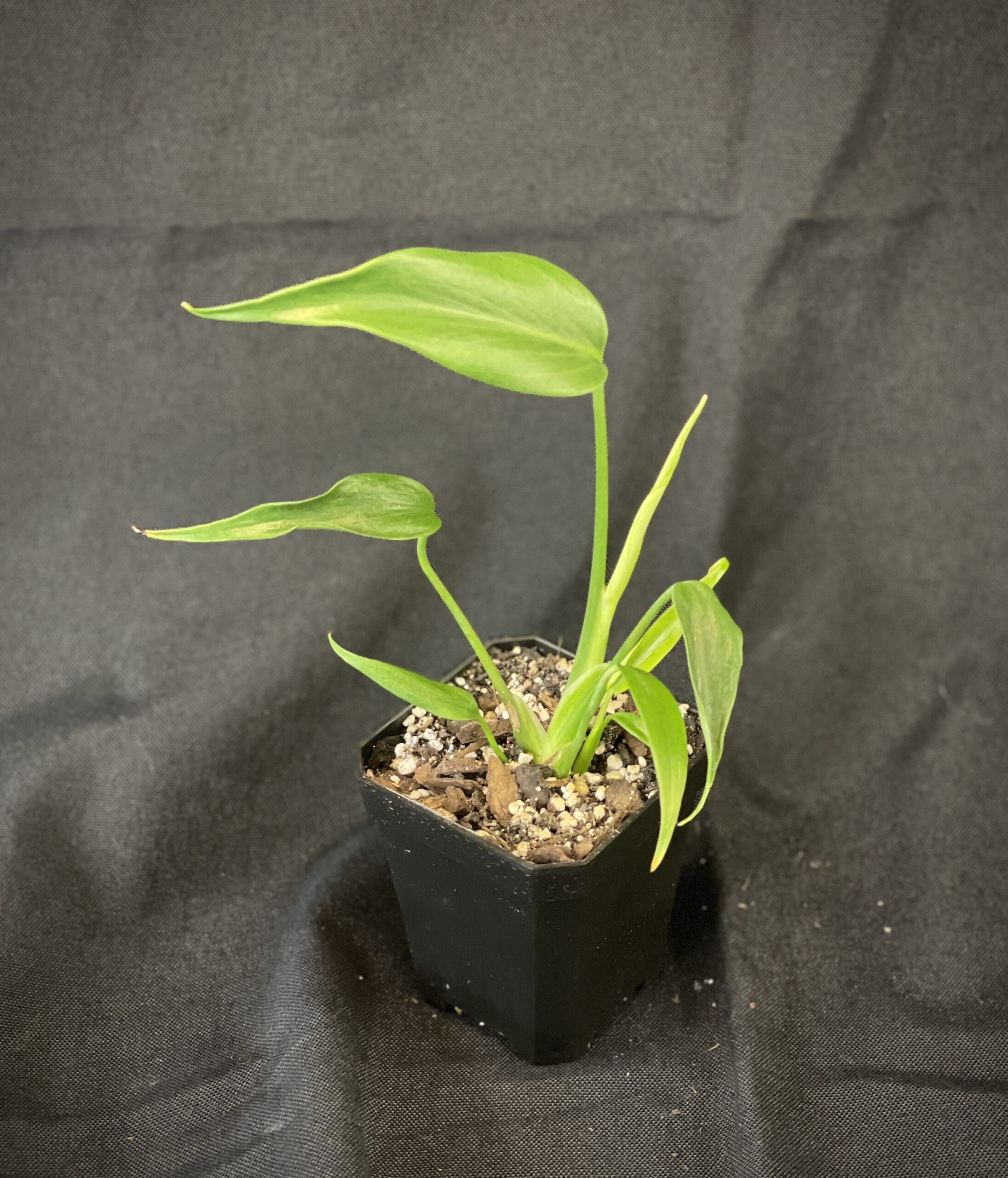 Monstera Burle Marx Flame