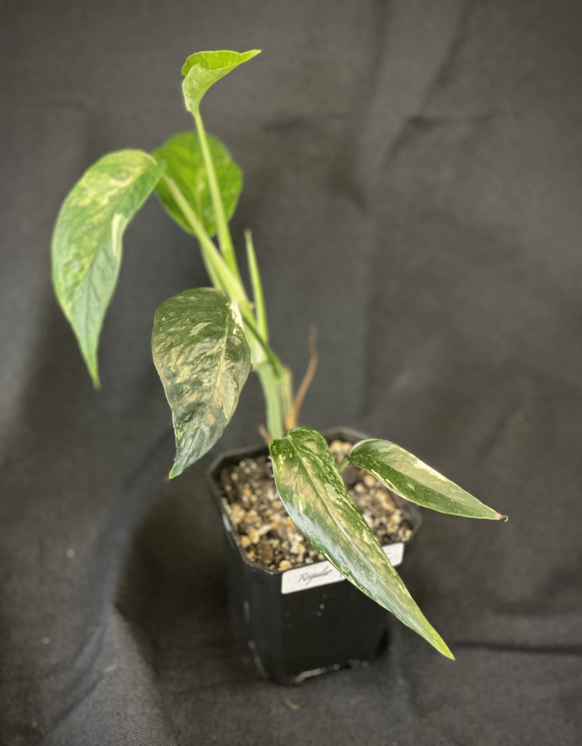Epipremnum pinnatum var.
