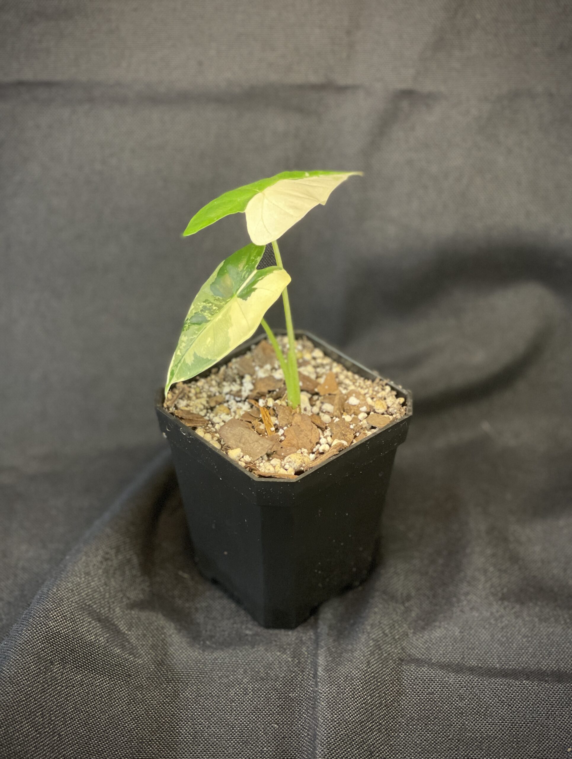 Alocasia Frydek (variegated)