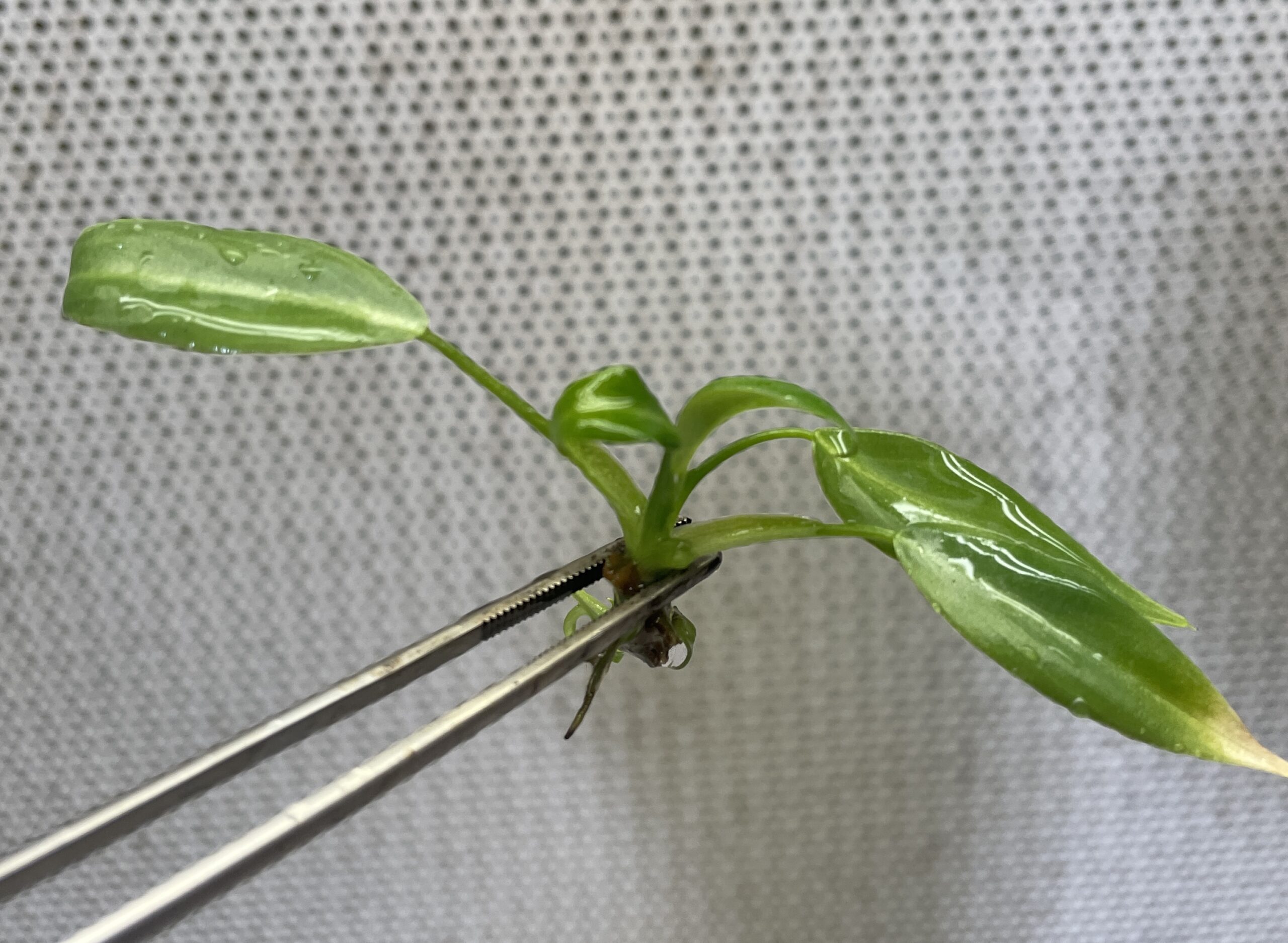 Philodendron Gloriosum - Image 2