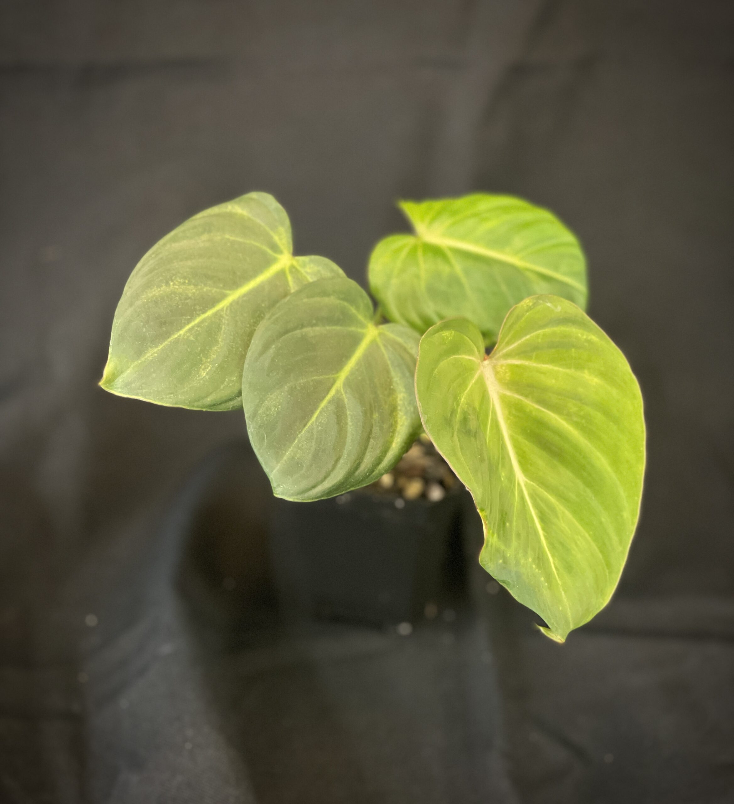Philodendron Gloriosum