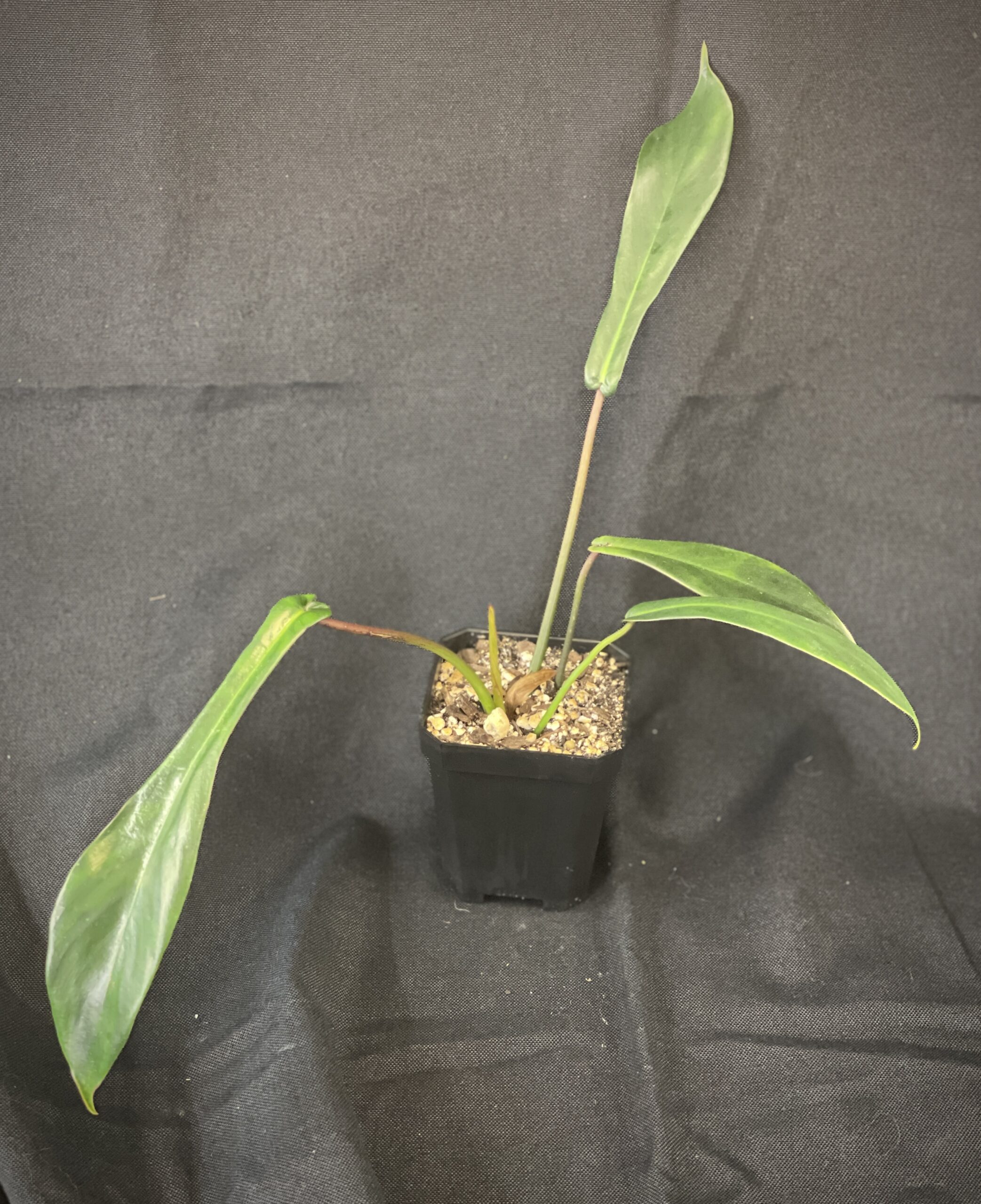 Philodendron Joepii