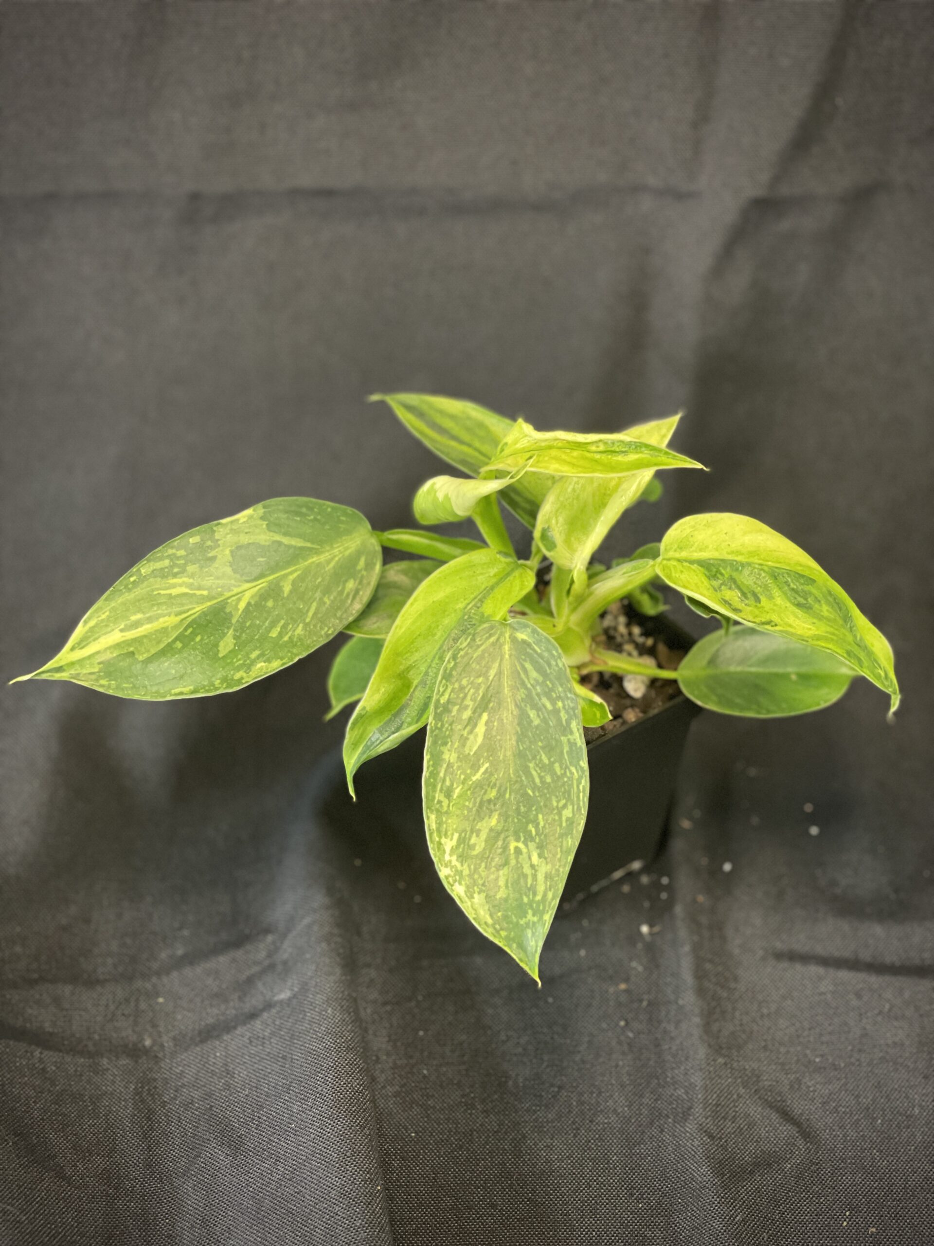 Philodendron Jose Buono