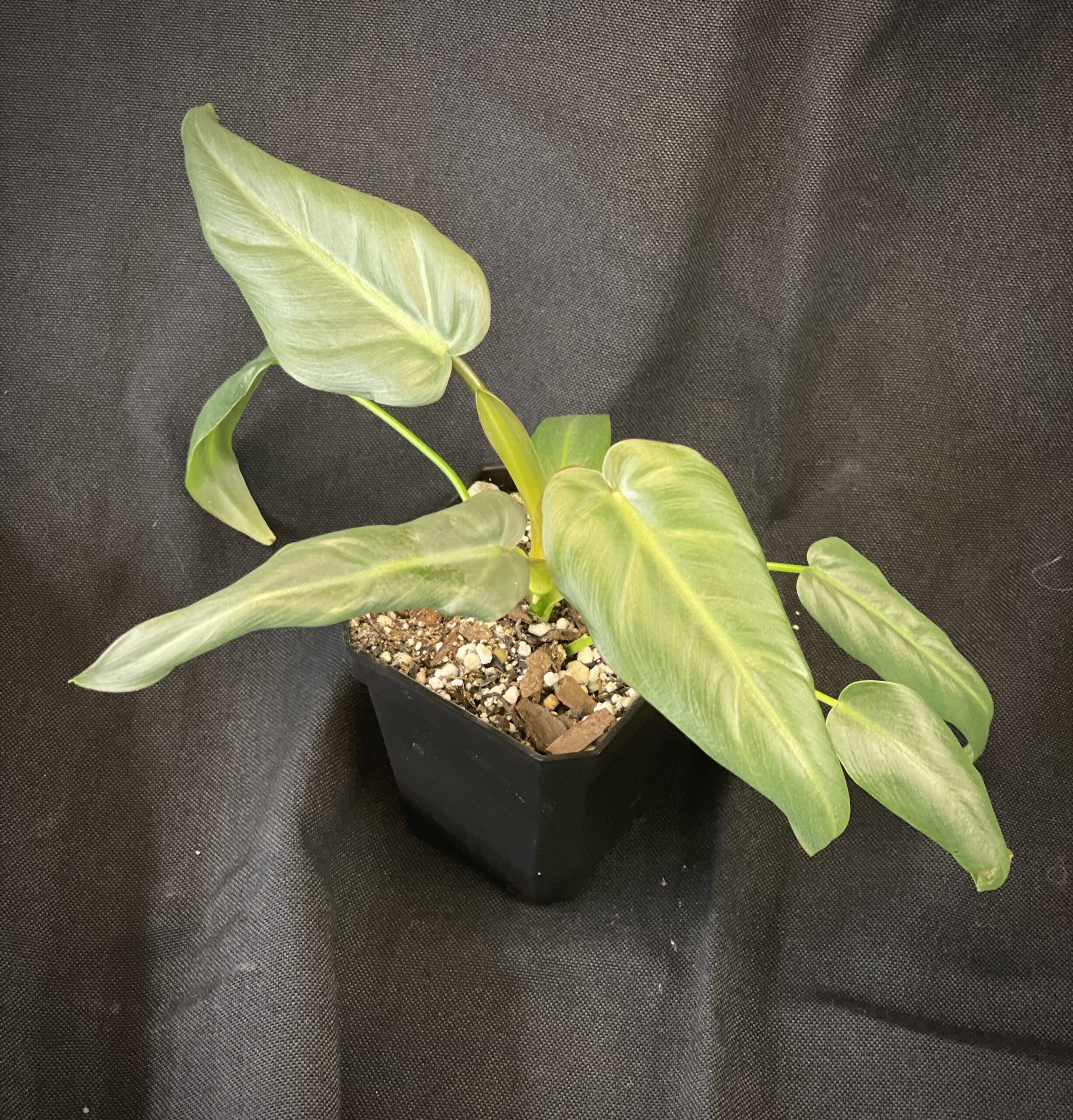 Philodendron Maximum