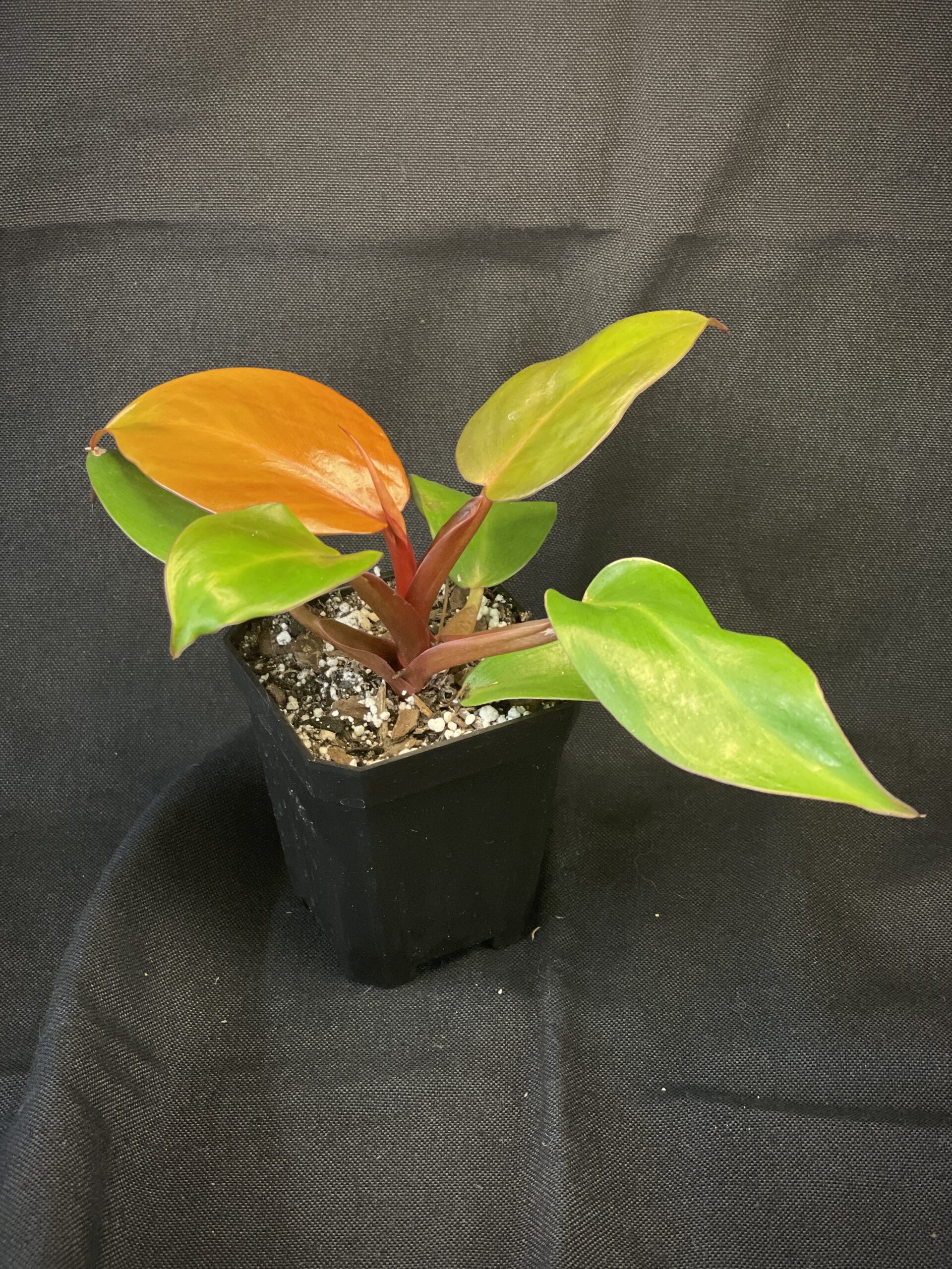 Philodendron McColley's Finale