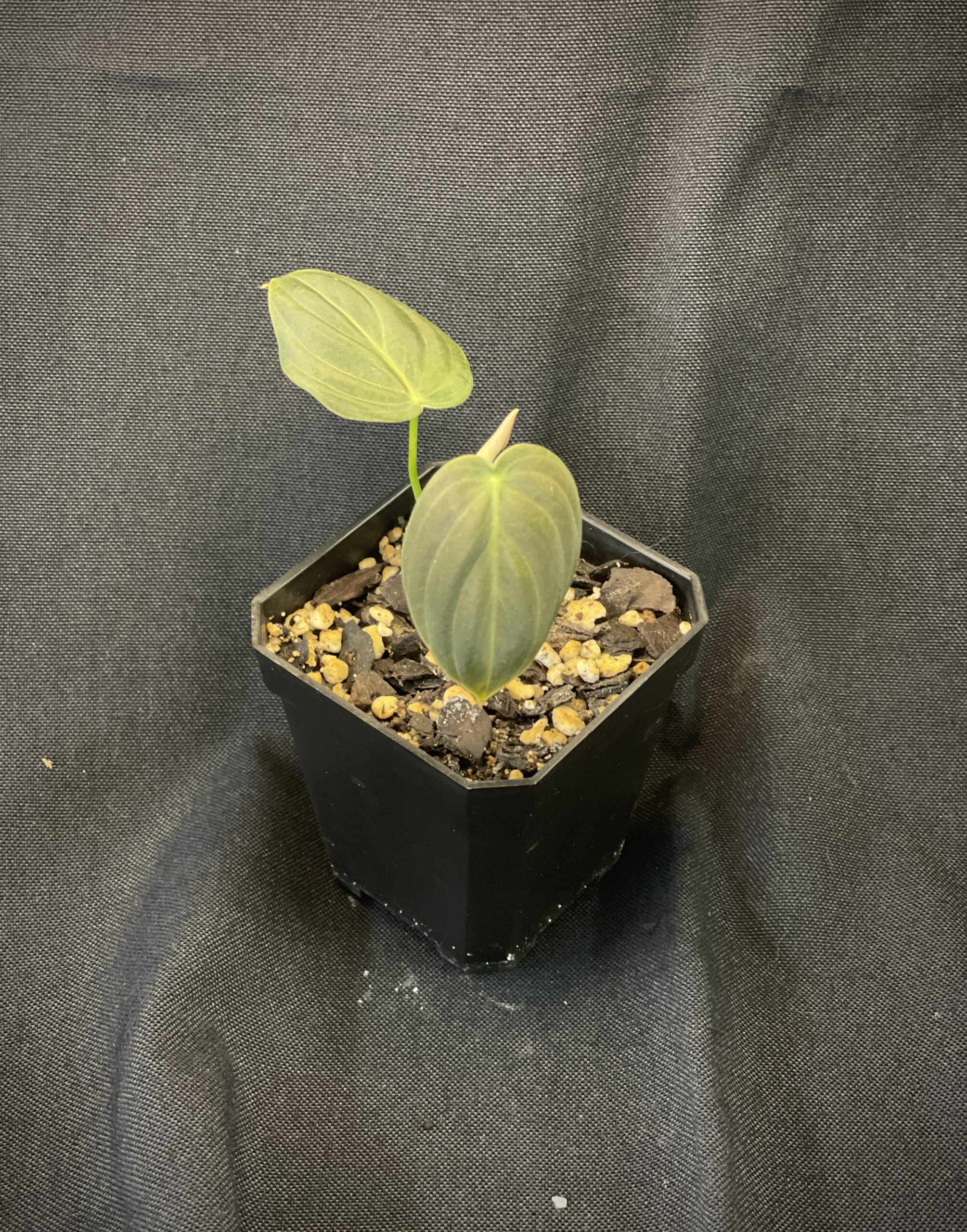 Philodendron Melanochrysum