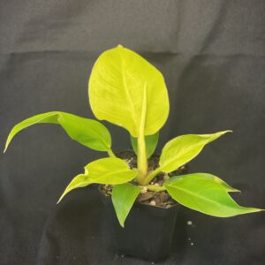 Philodendron Moonlight