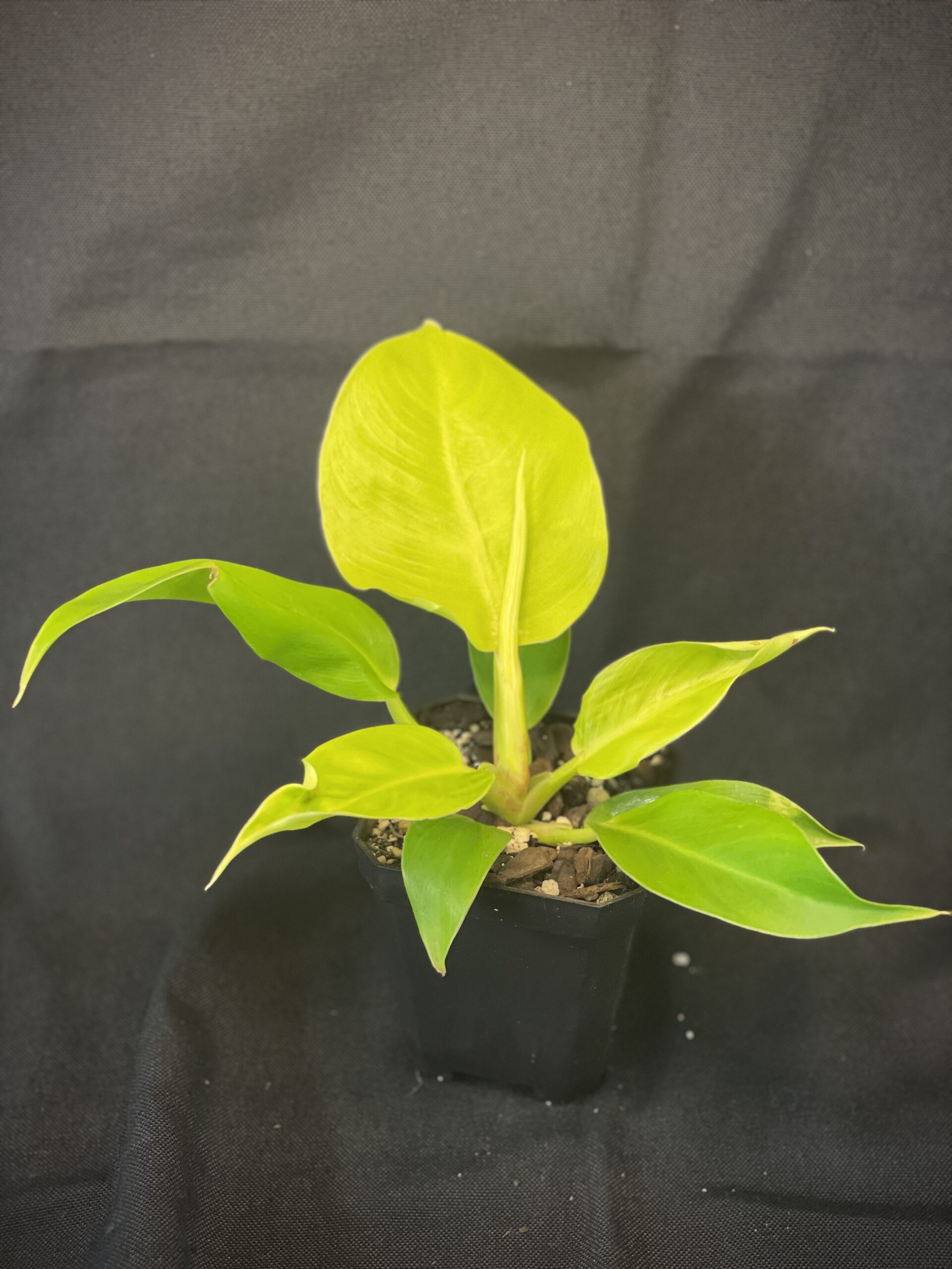 Philodendron Moonlight