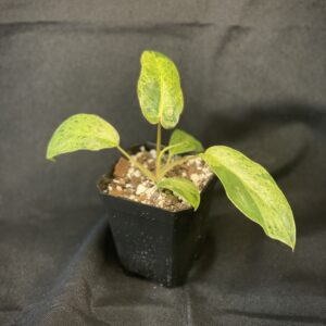 Philodendron Paraiso Verde