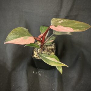 Philodendron Pink Princess