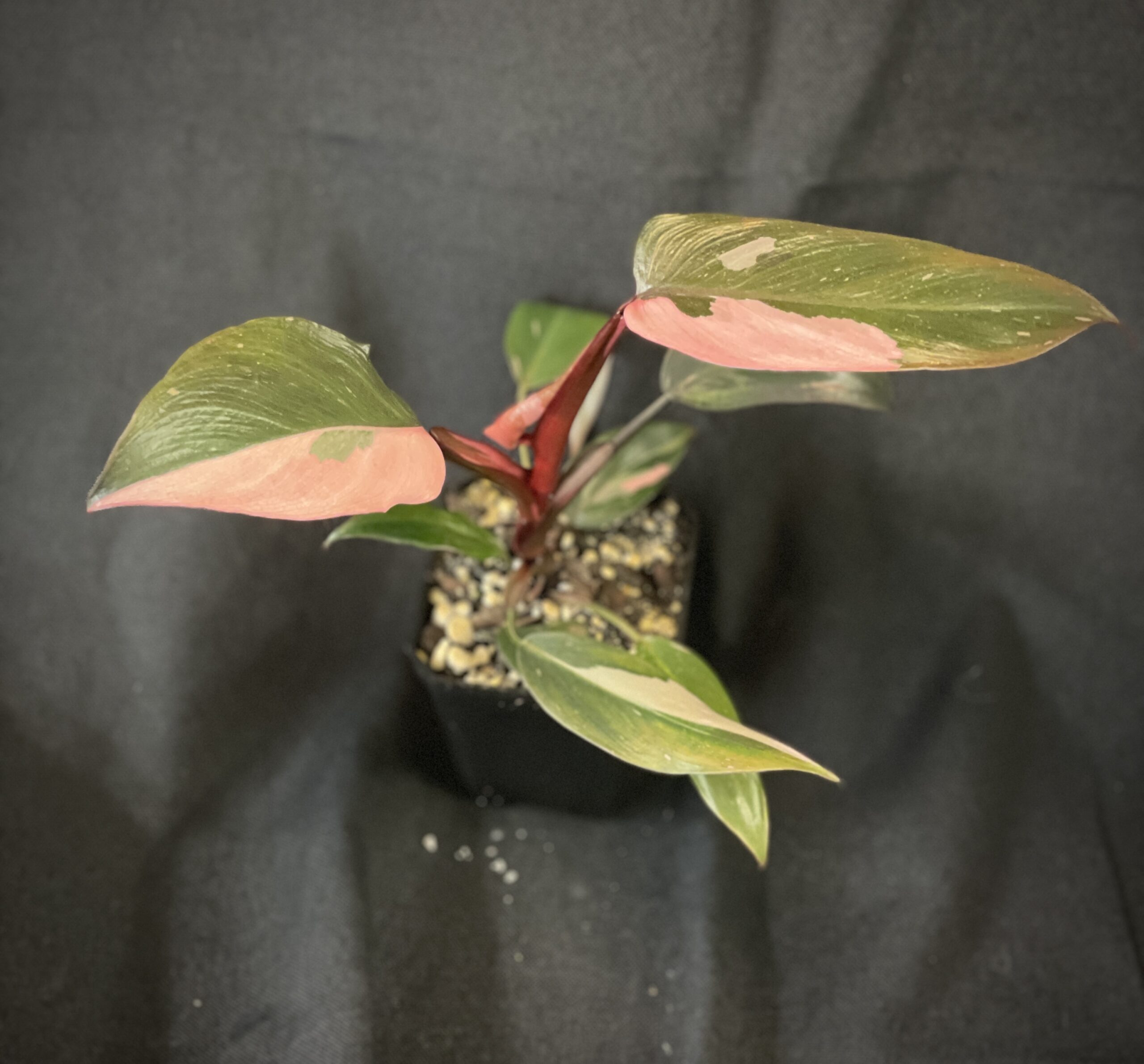 Philodendron Pink Princess