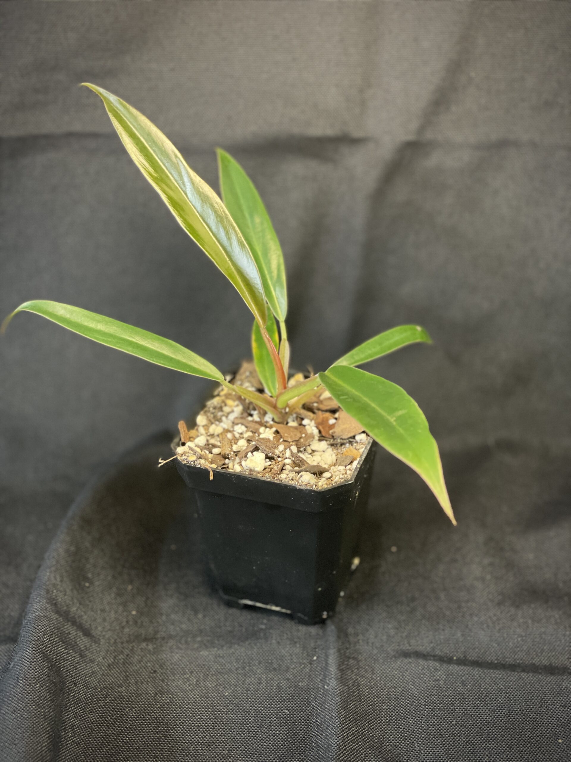 Philodendron Caramel Marble/Pluto