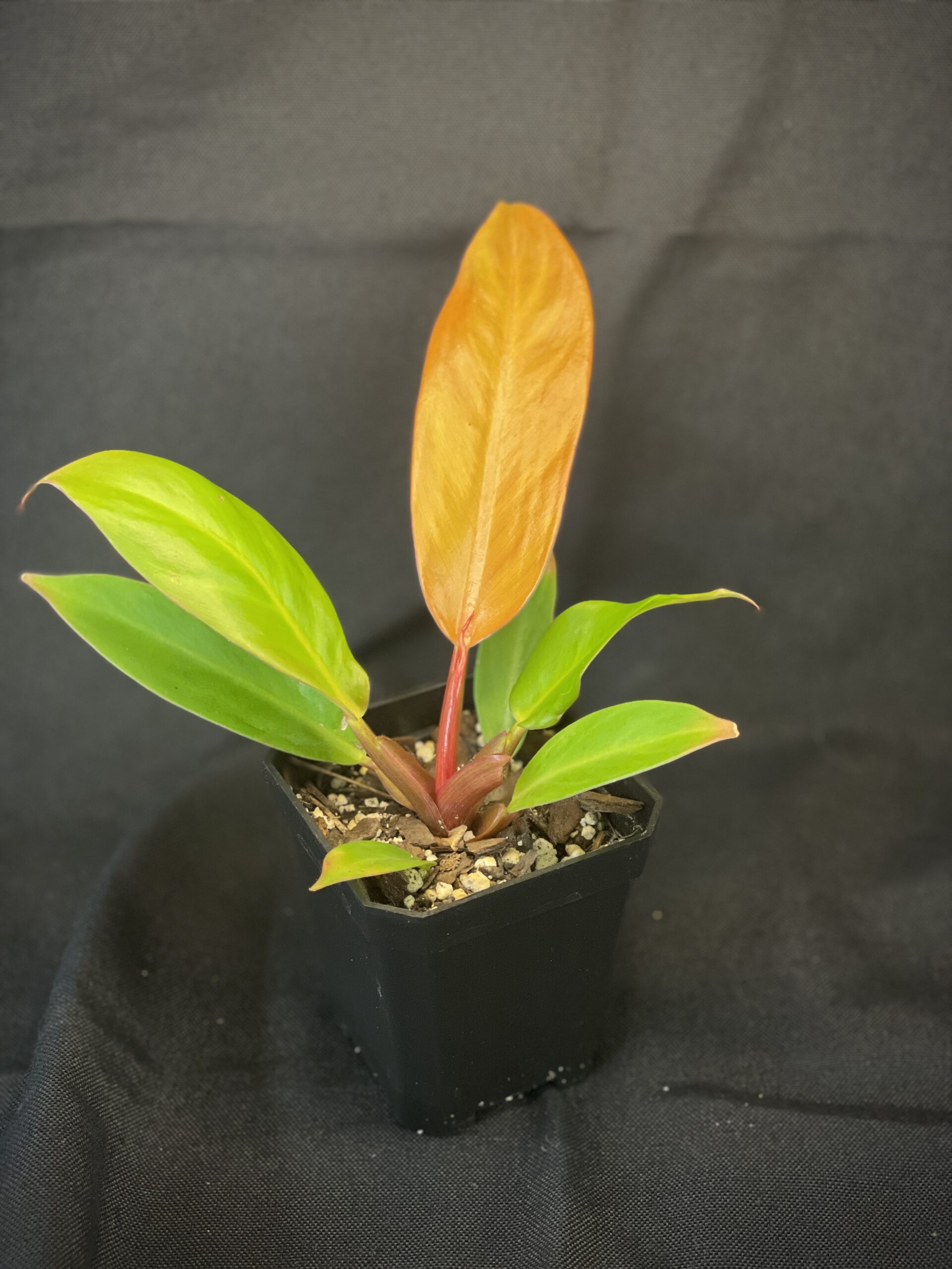 Philodendron Prince of Orange