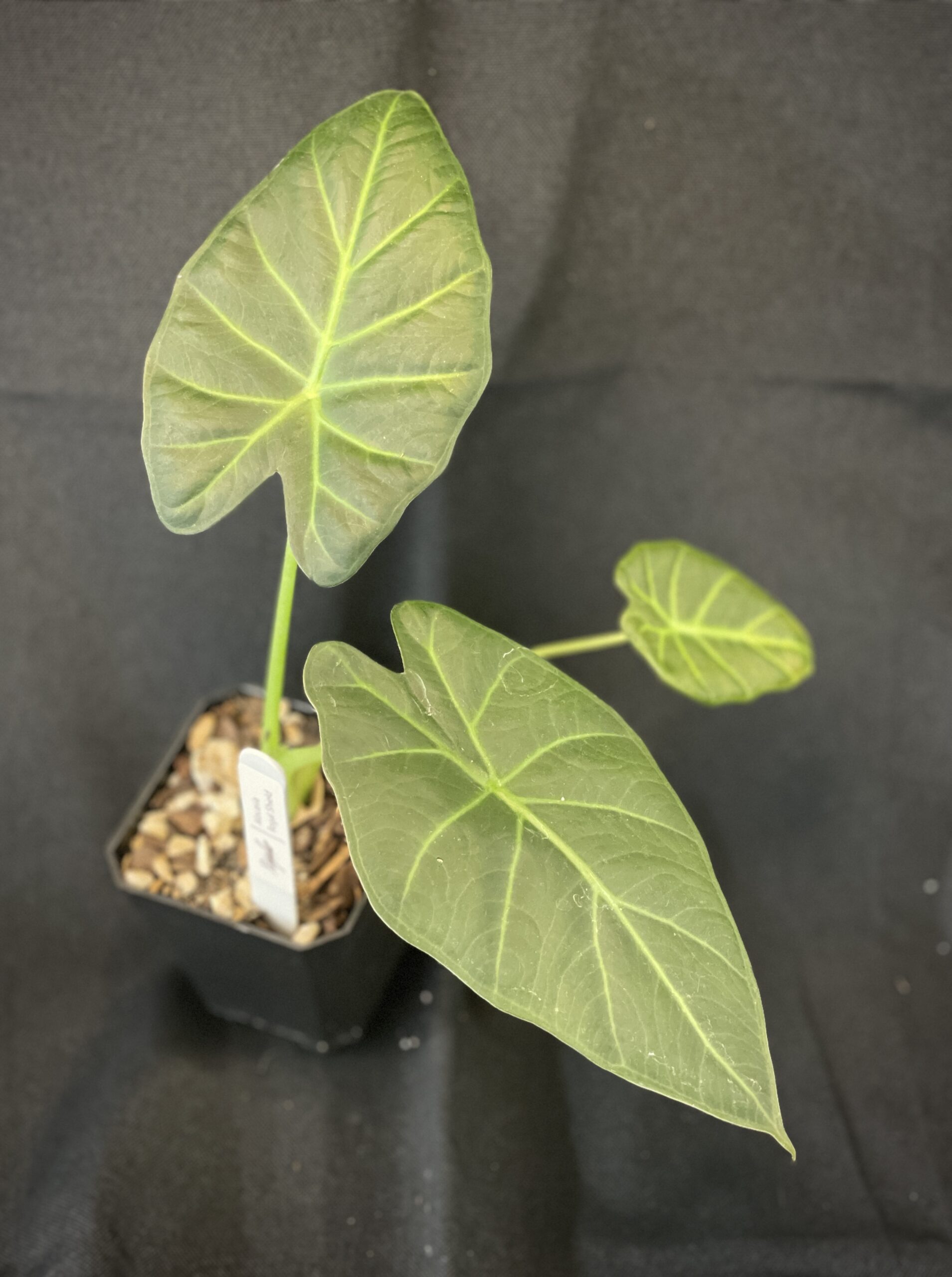 Alocasia Regal Shield