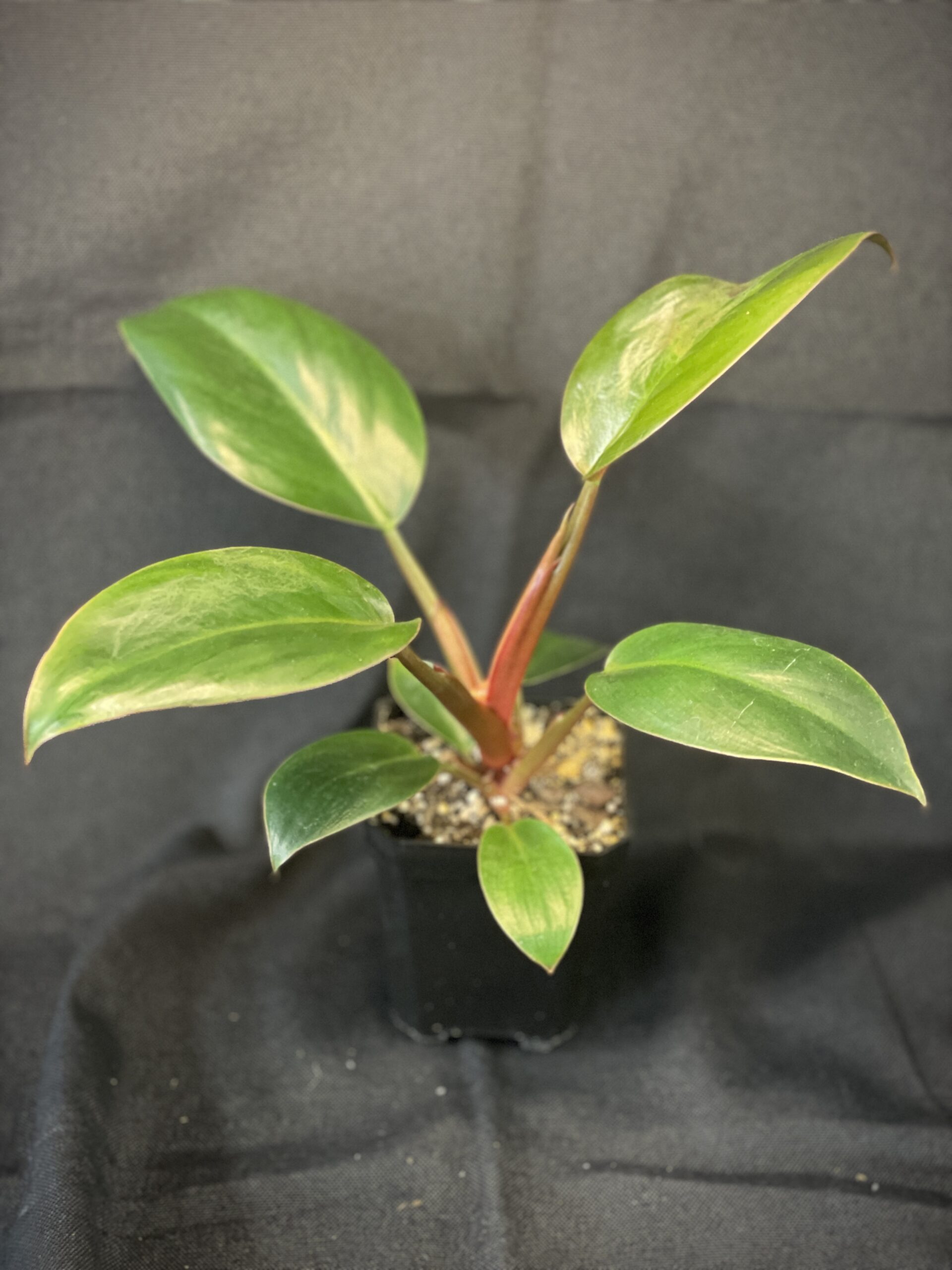 Philodendron Rojo Congo