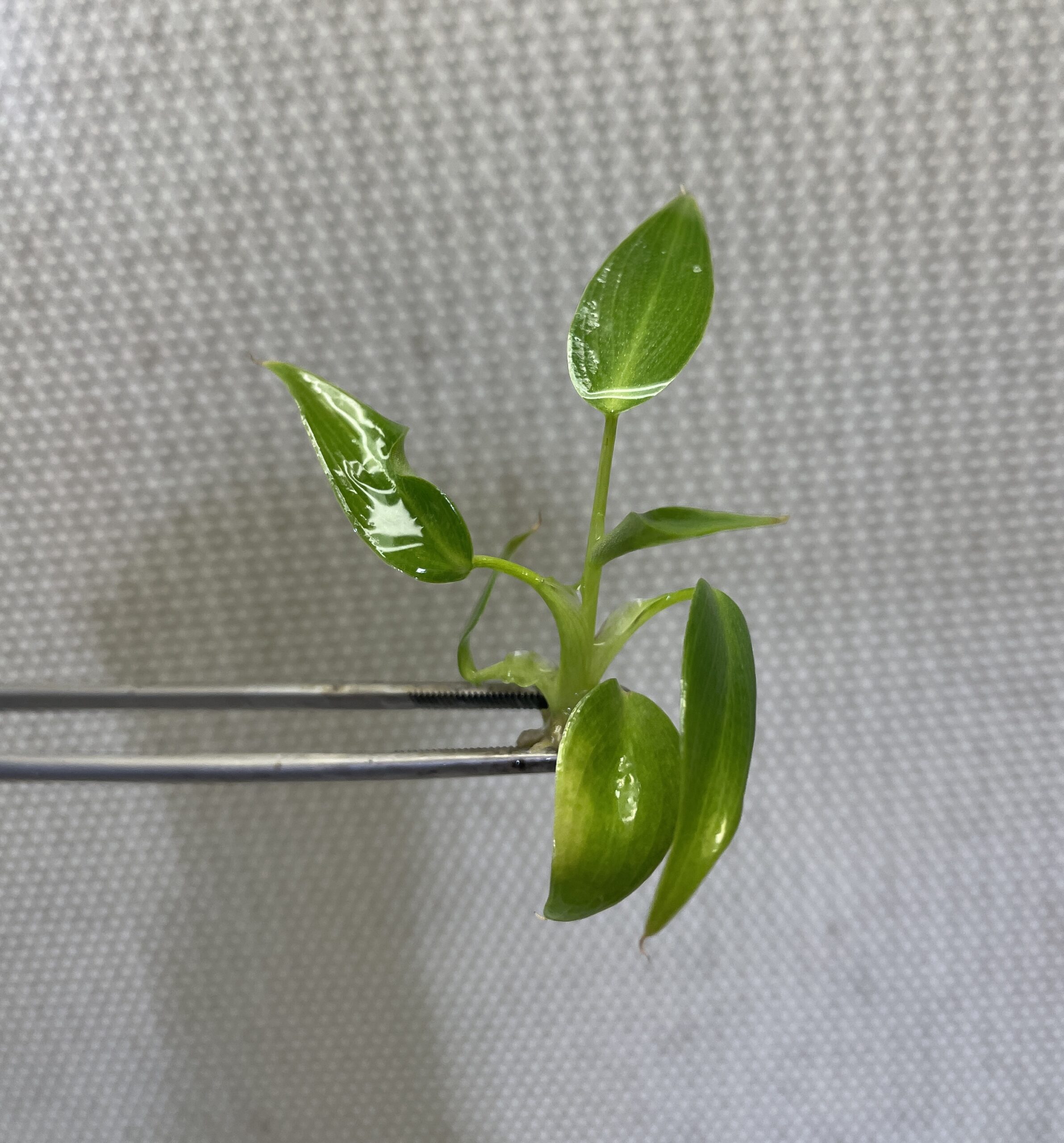 Philodendron Spiritus Sancti - Image 2