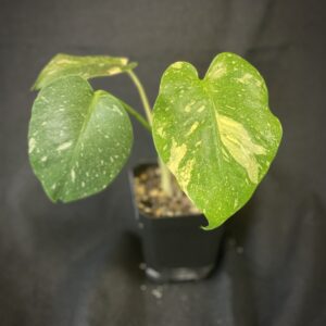 Monstera Deliciosa Thai Constellation