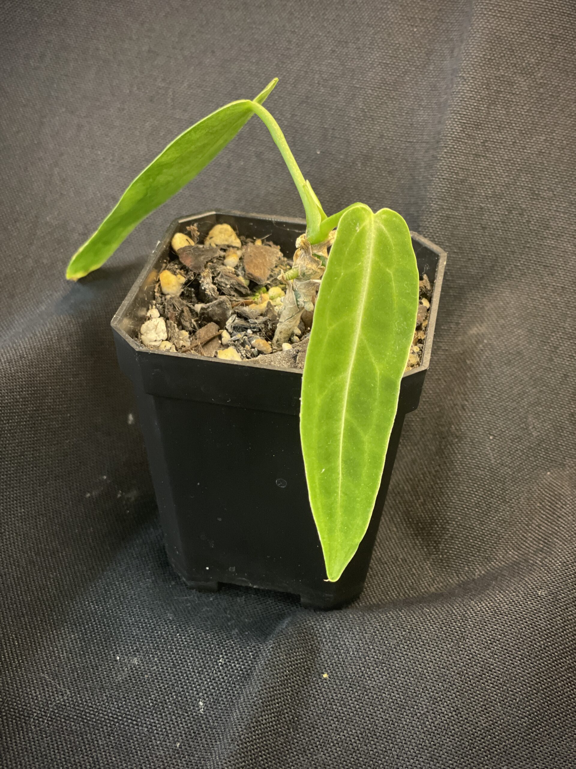 Anthurium Warocqueanum