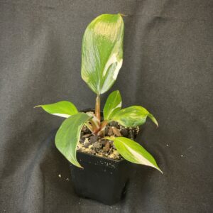 Philodendron White Knight