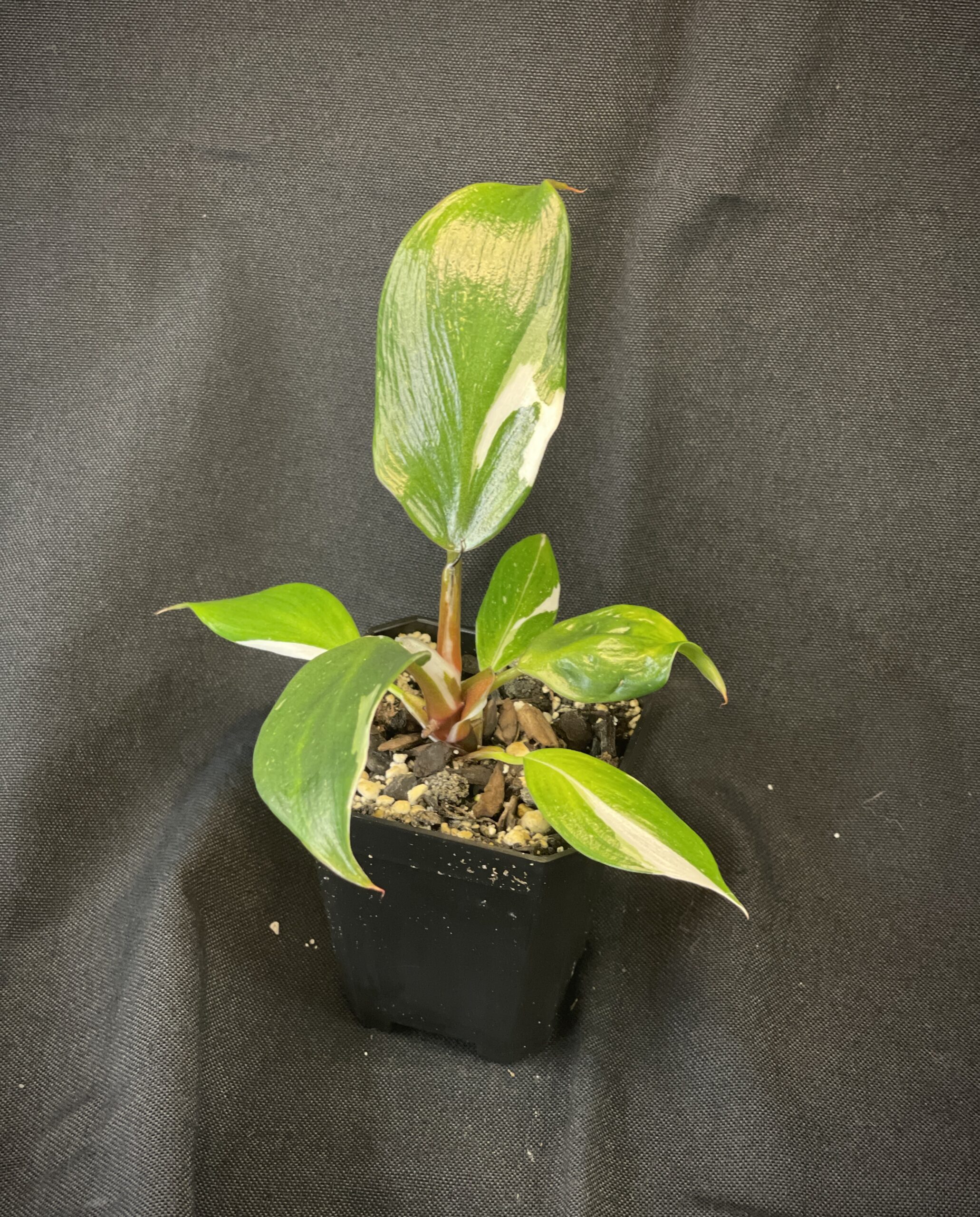 Philodendron White Knight